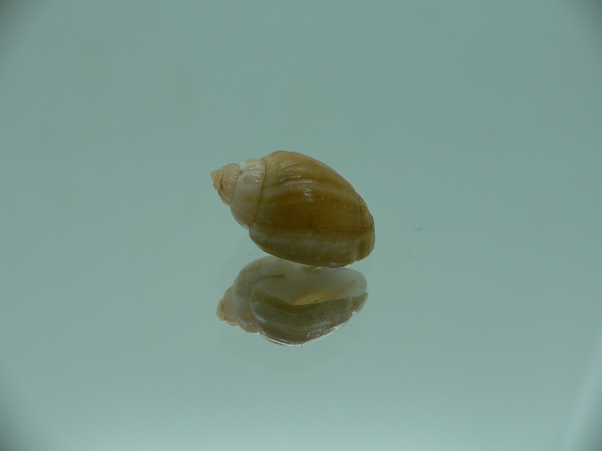 Nassodonta dorri (Oligohalinophila dorri) BROWN & SUPER