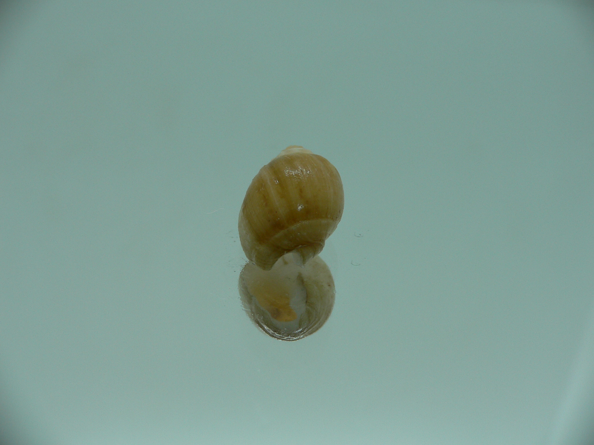 Nassodonta dorri (Oligohalinophila dorri) BROWN & SUPER