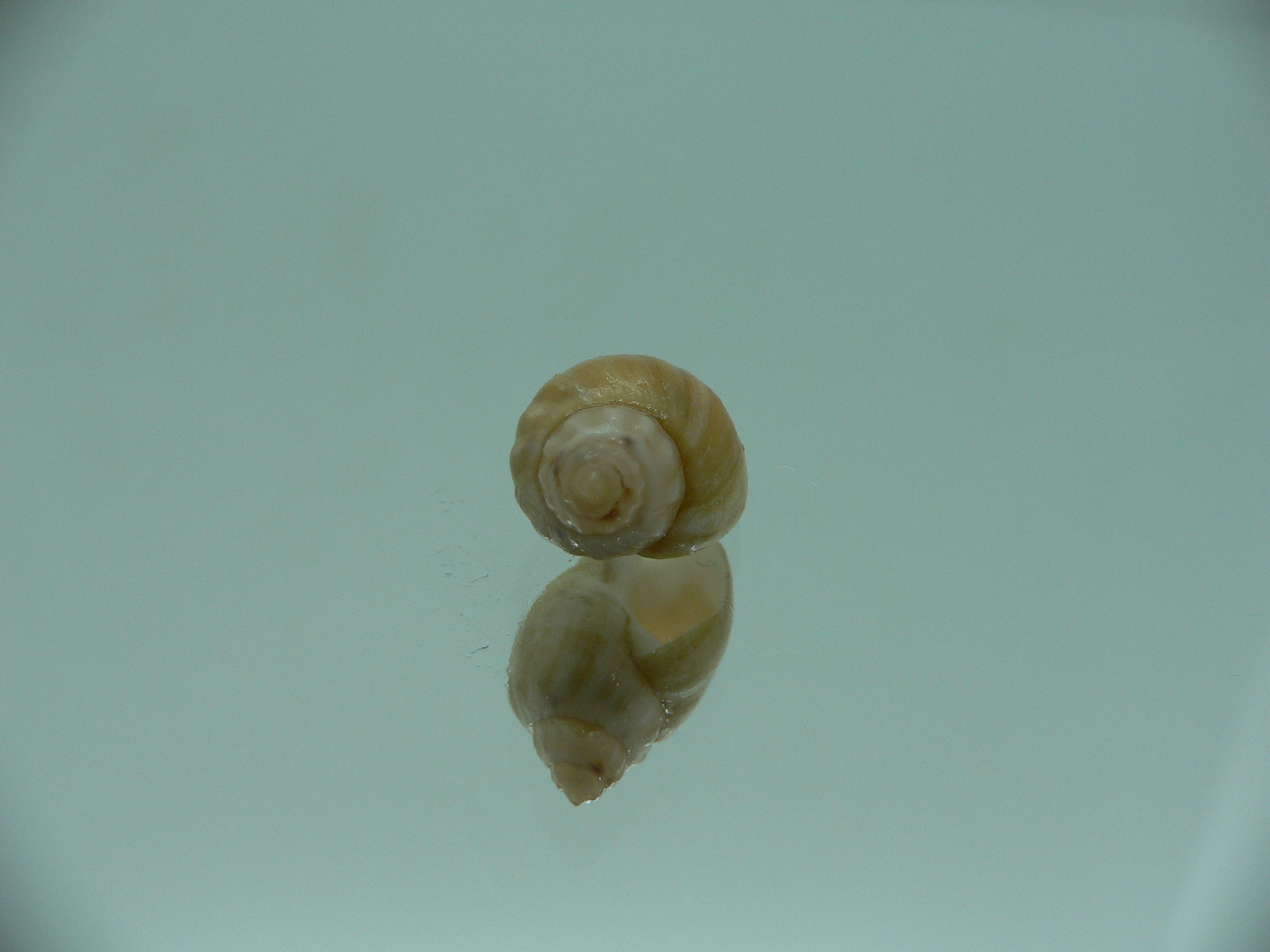 Nassodonta dorri (Oligohalinophila dorri) BROWN & SUPER