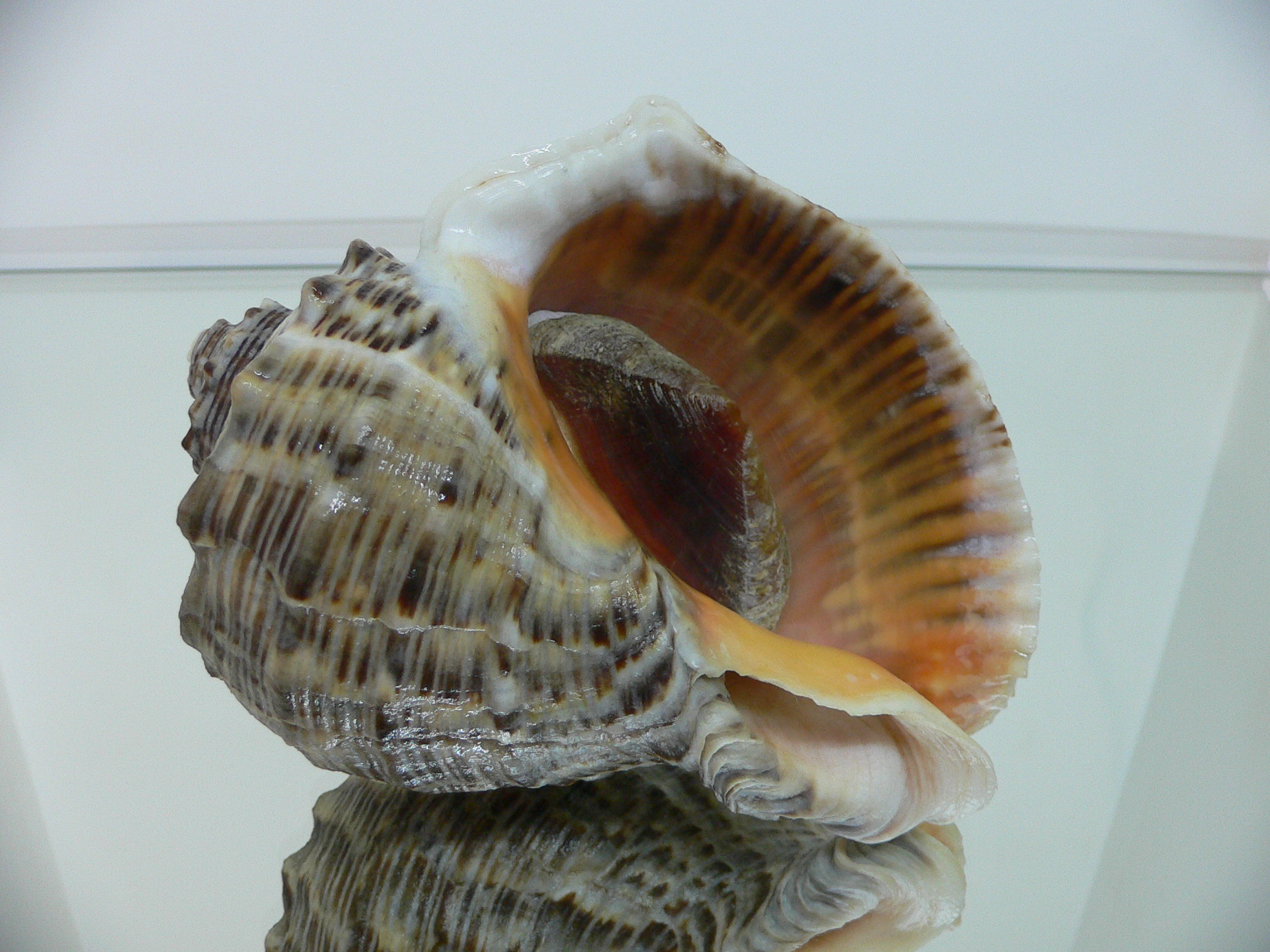 Rapana venosa SNAKE COLOR