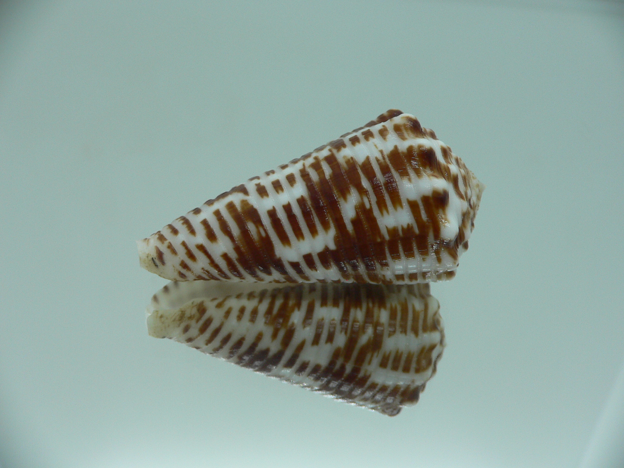 Conus sulcocastaneus SUPER COLOR