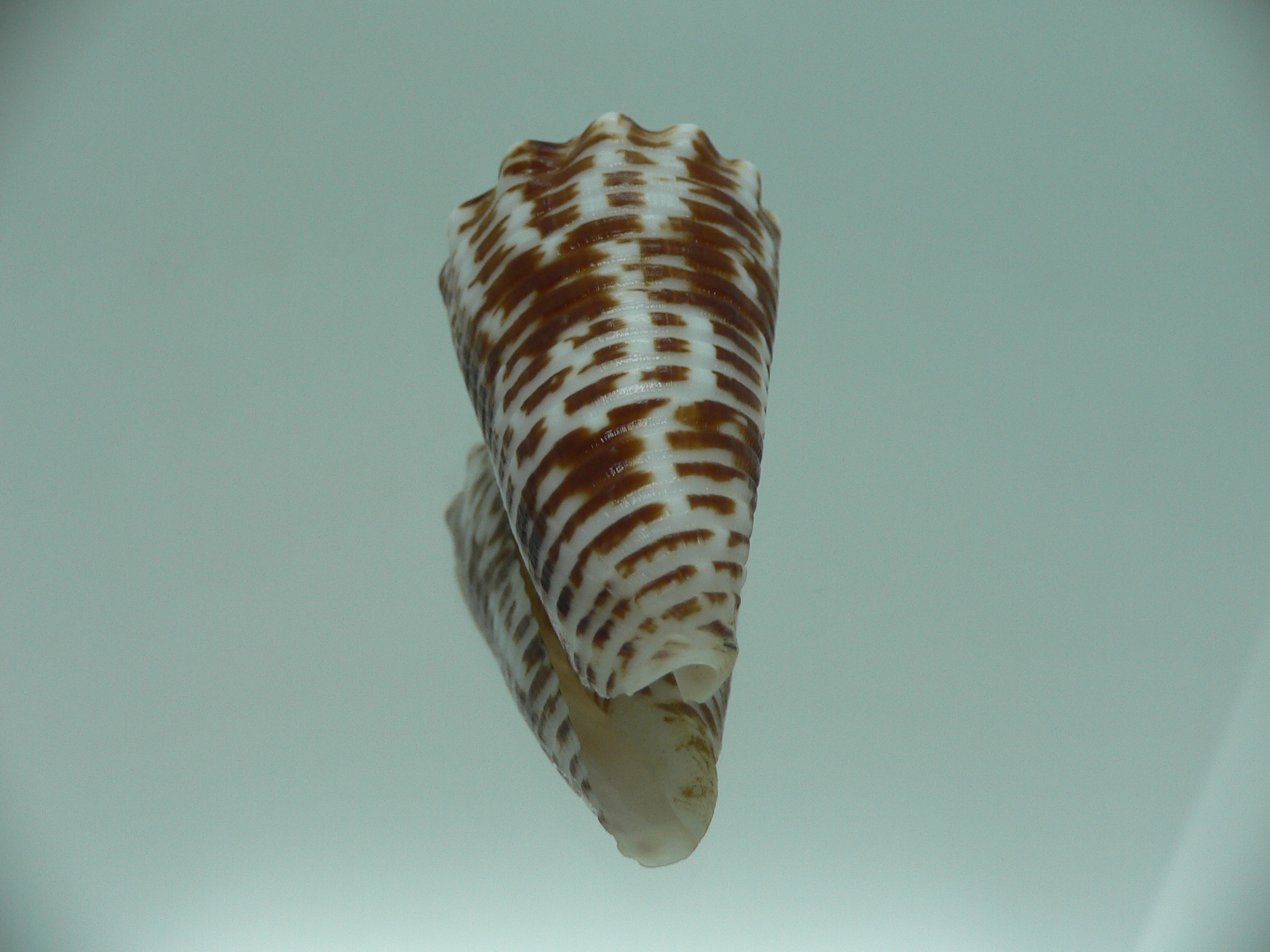 Conus sulcocastaneus SUPER COLOR
