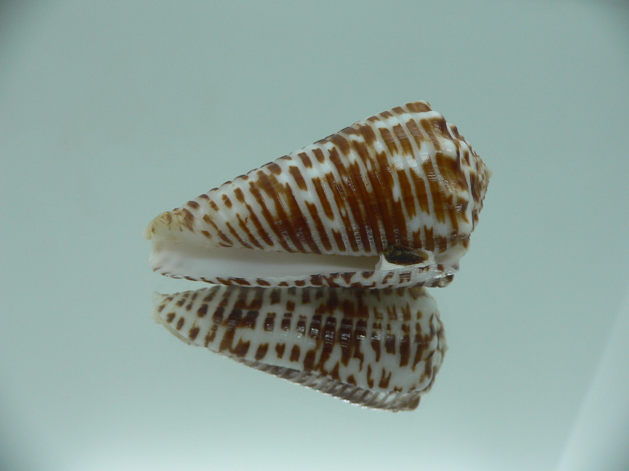 Conus sulcocastaneus SUPER COLOR