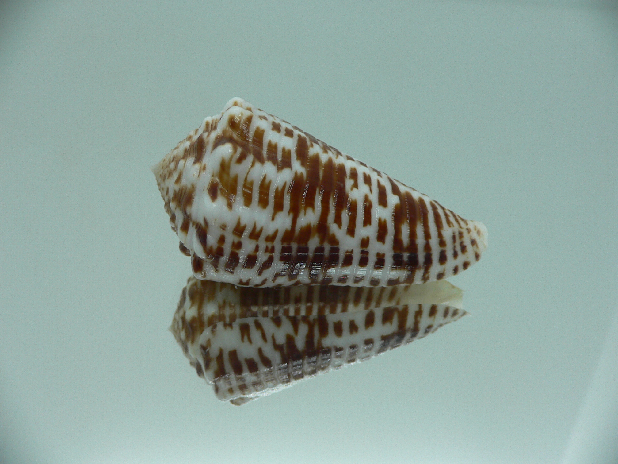 Conus sulcocastaneus SUPER COLOR