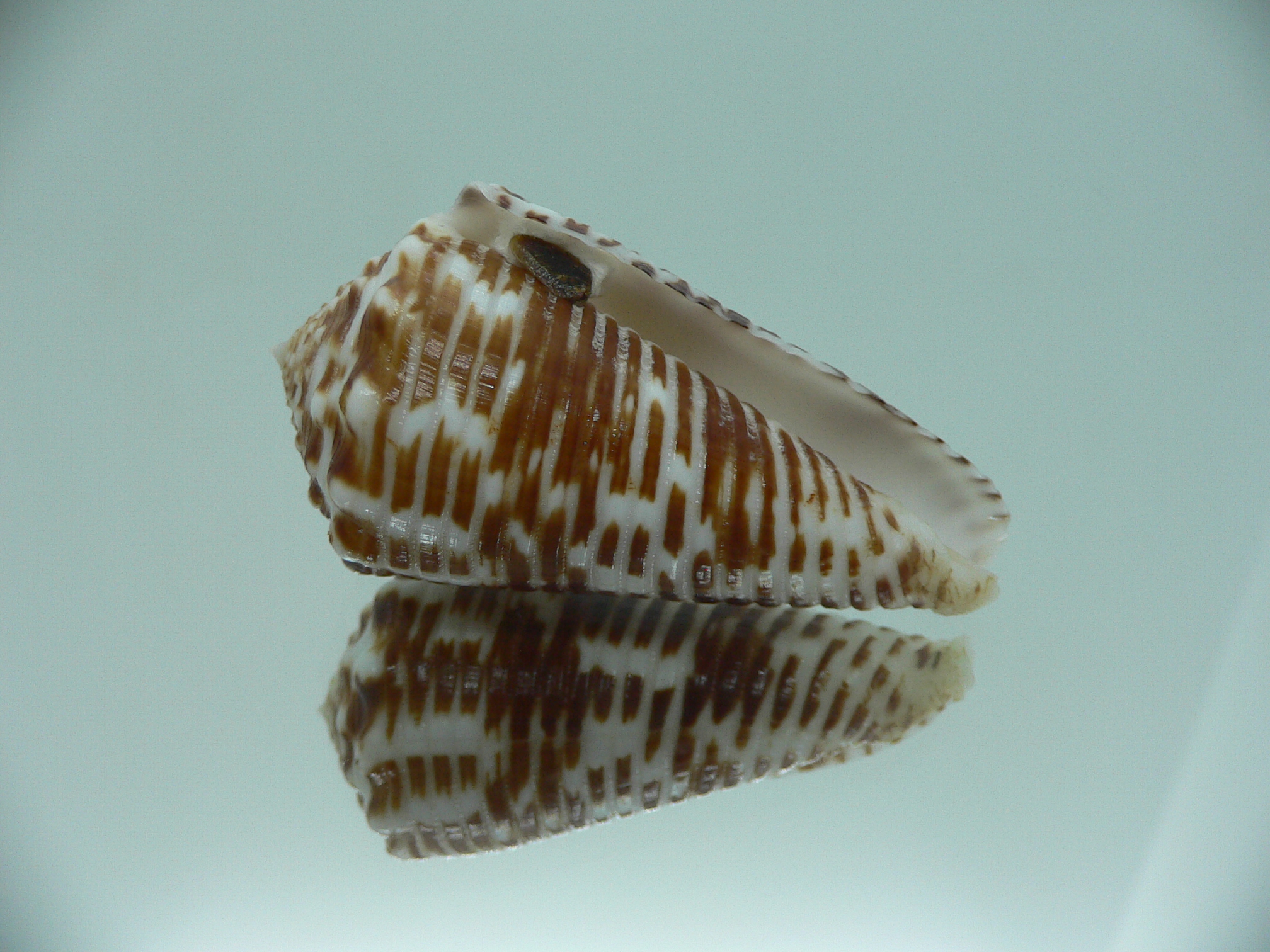 Conus sulcocastaneus SUPER COLOR