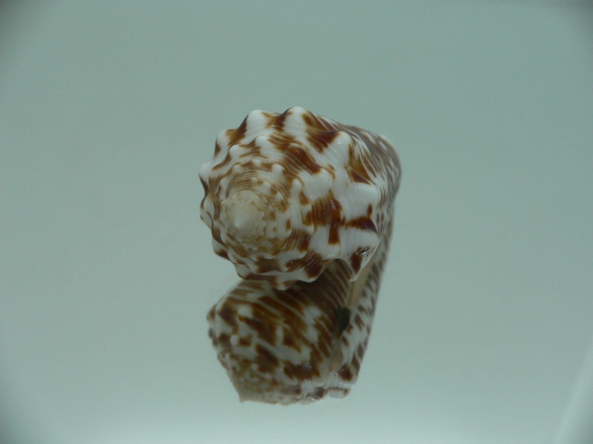 Conus sulcocastaneus SUPER COLOR