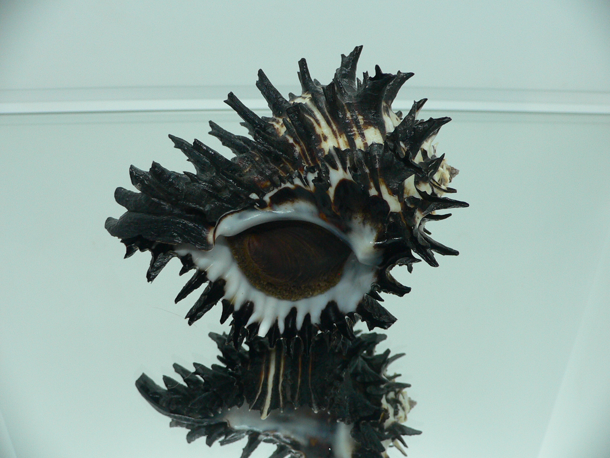 Hexaplex ambiguus RARE ARISTOCRAT