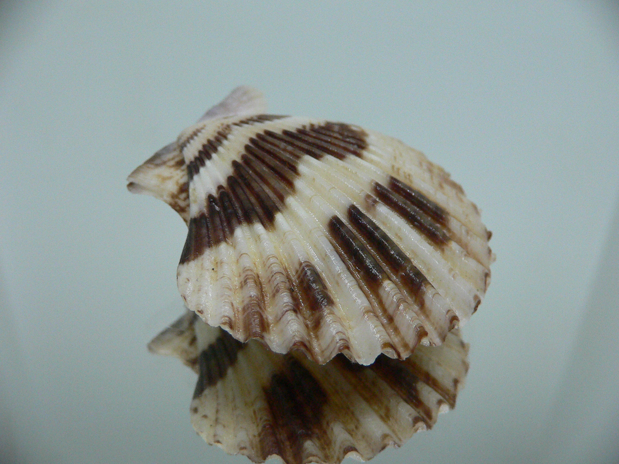 Volachlamus tranquebaria SPOTTED