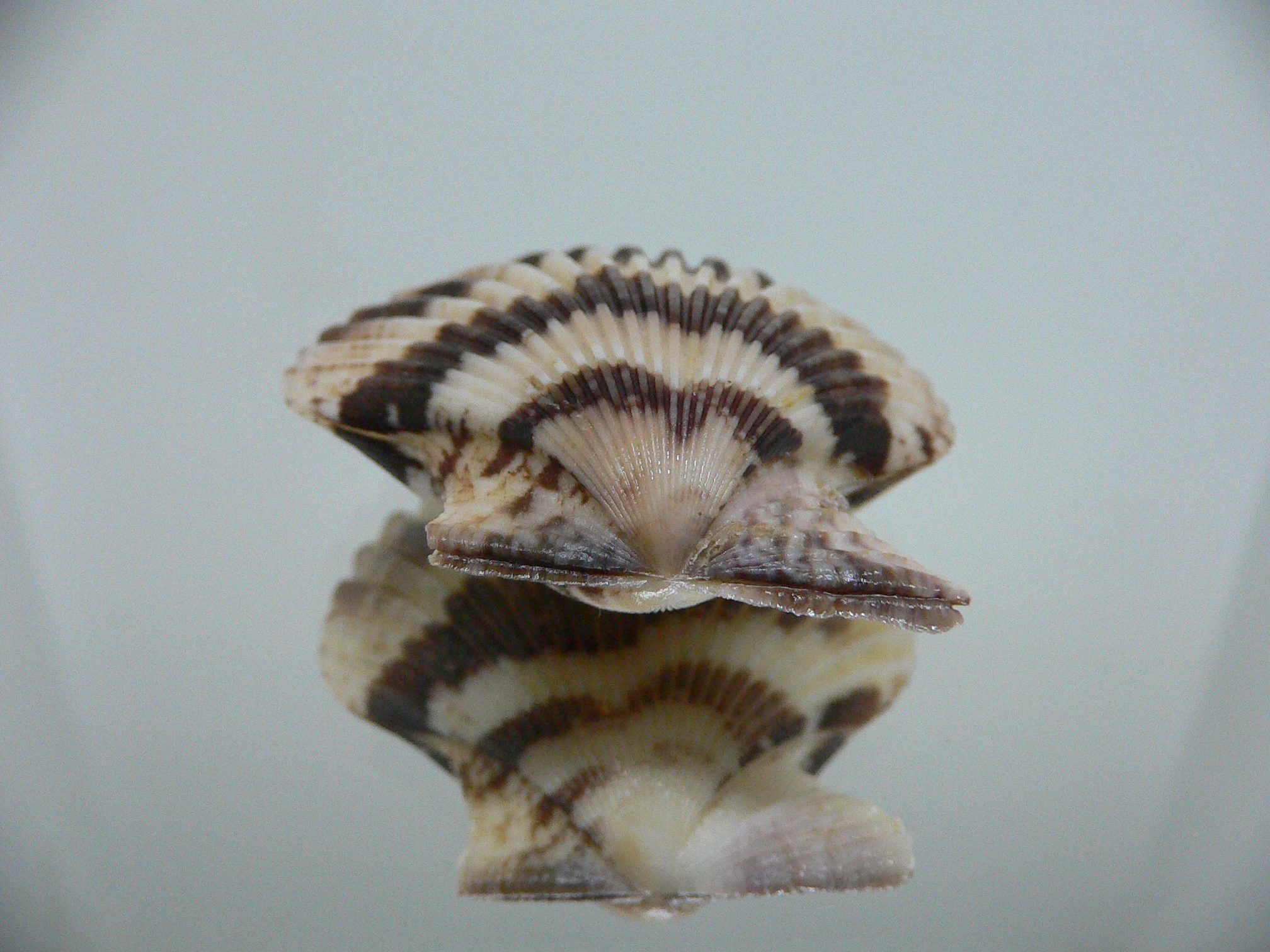 Volachlamus tranquebaria SPOTTED