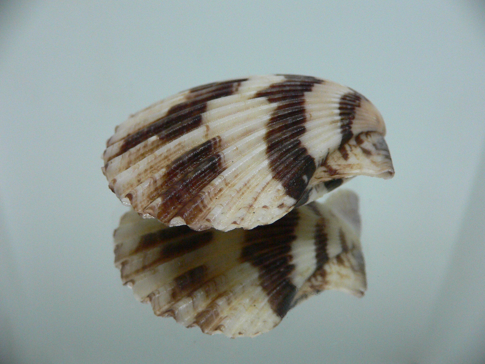 Volachlamus tranquebaria SPOTTED