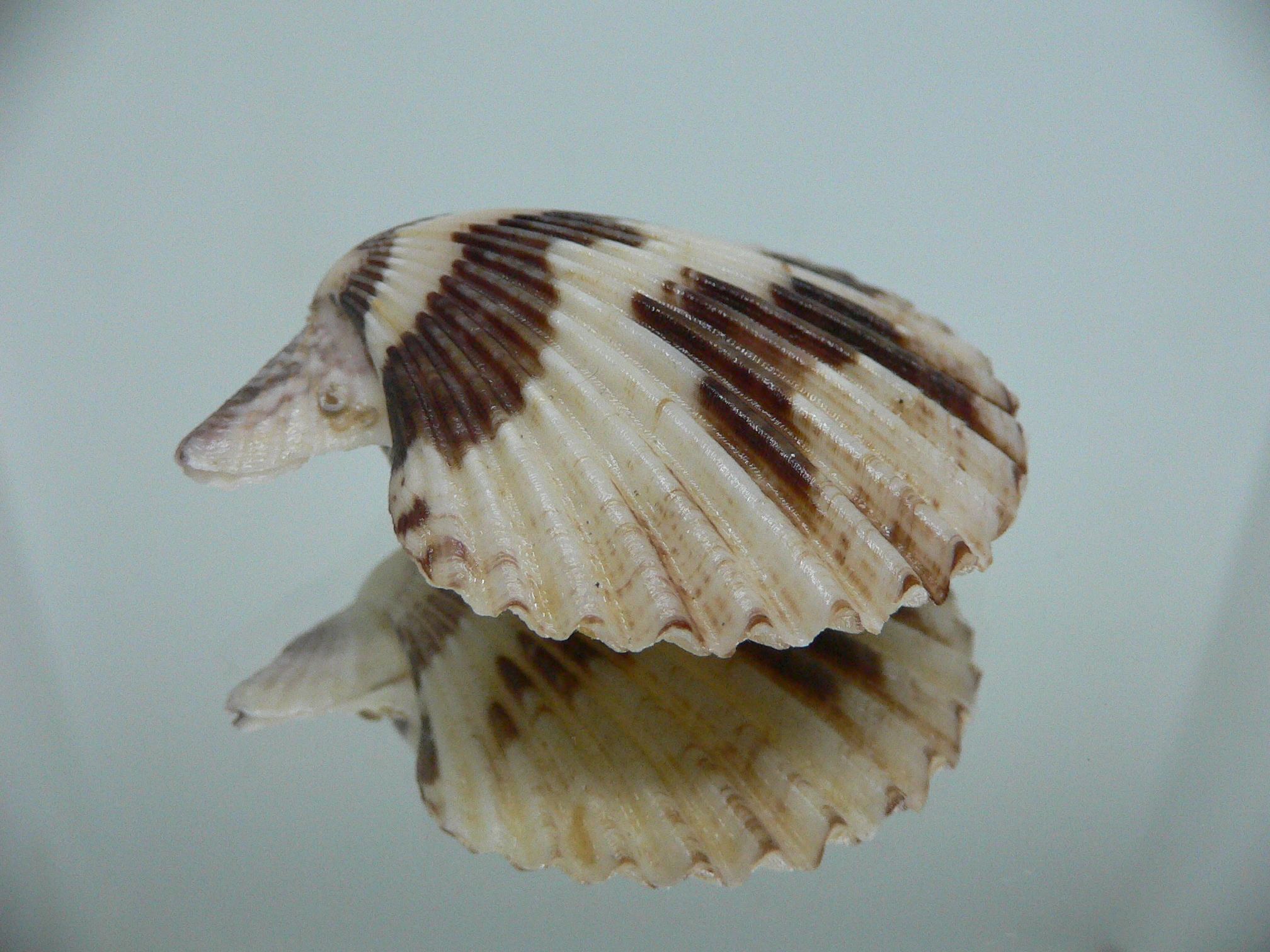 Volachlamus tranquebaria SPOTTED