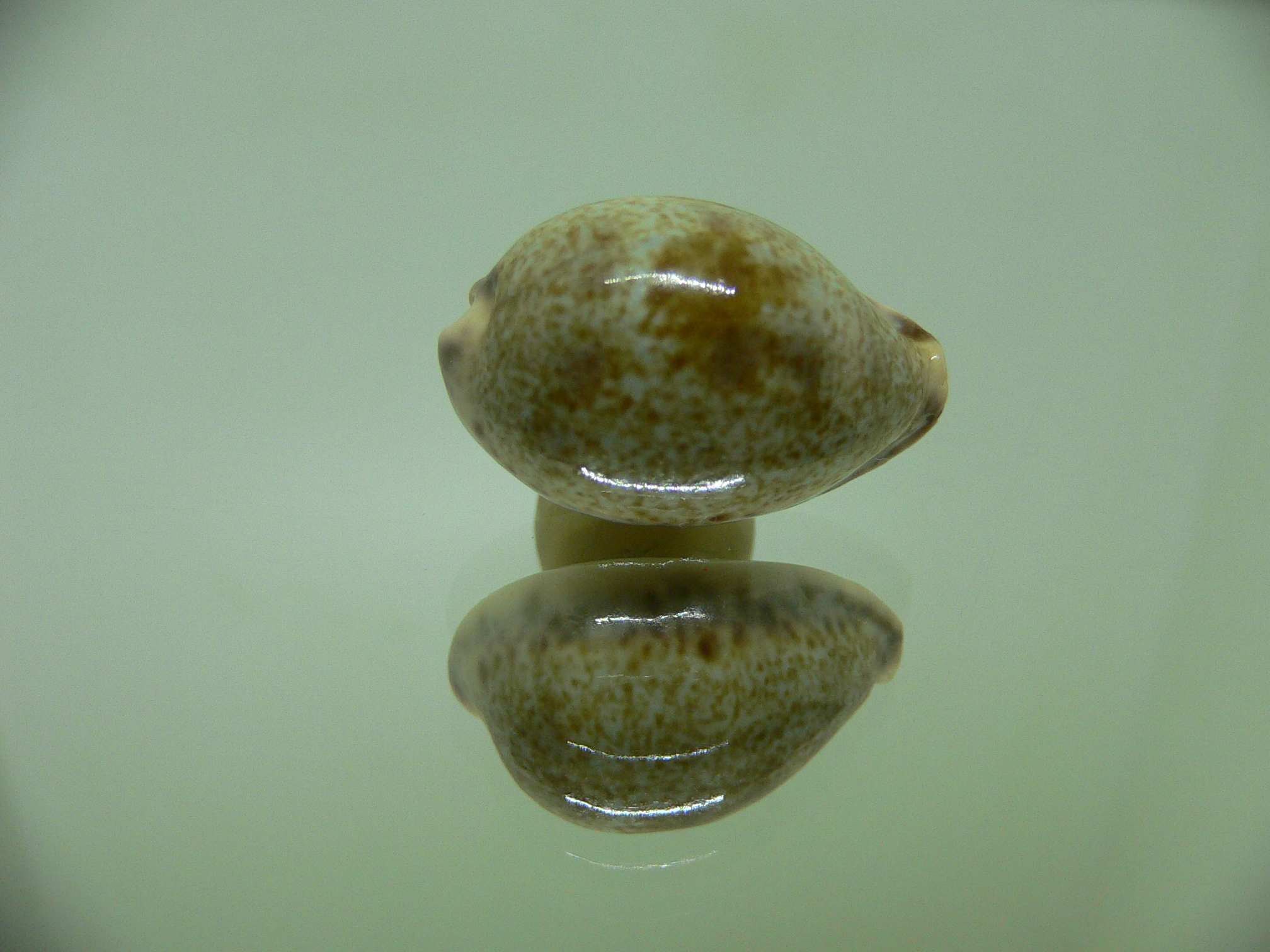 Cypraea pallida pallida