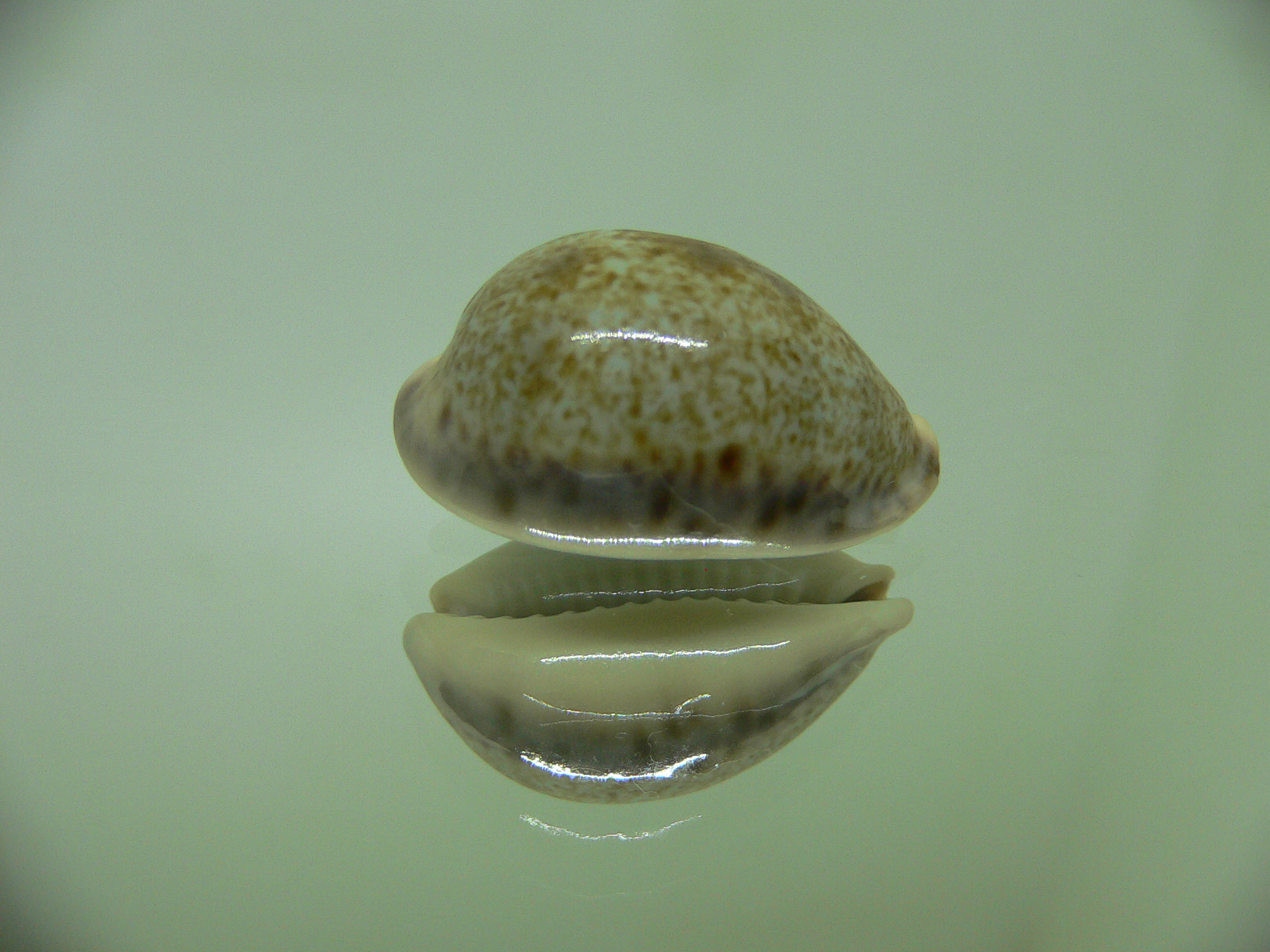 Cypraea pallida pallida