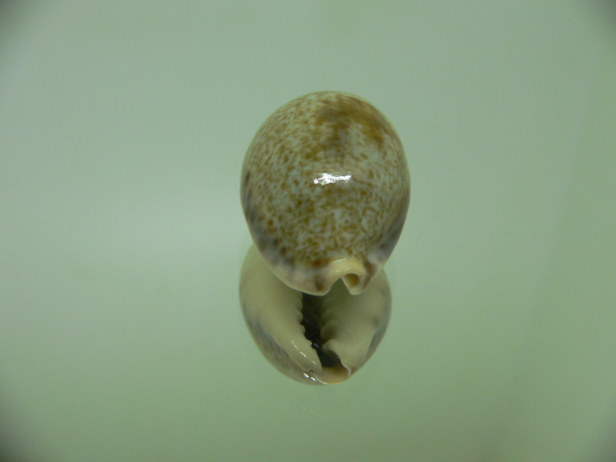 Cypraea pallida pallida