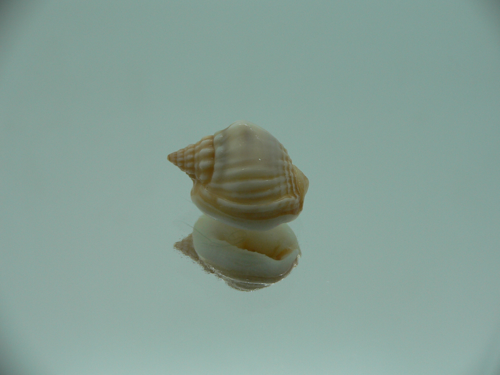 Nassarius bimaculosus  IDEAL & CREAM