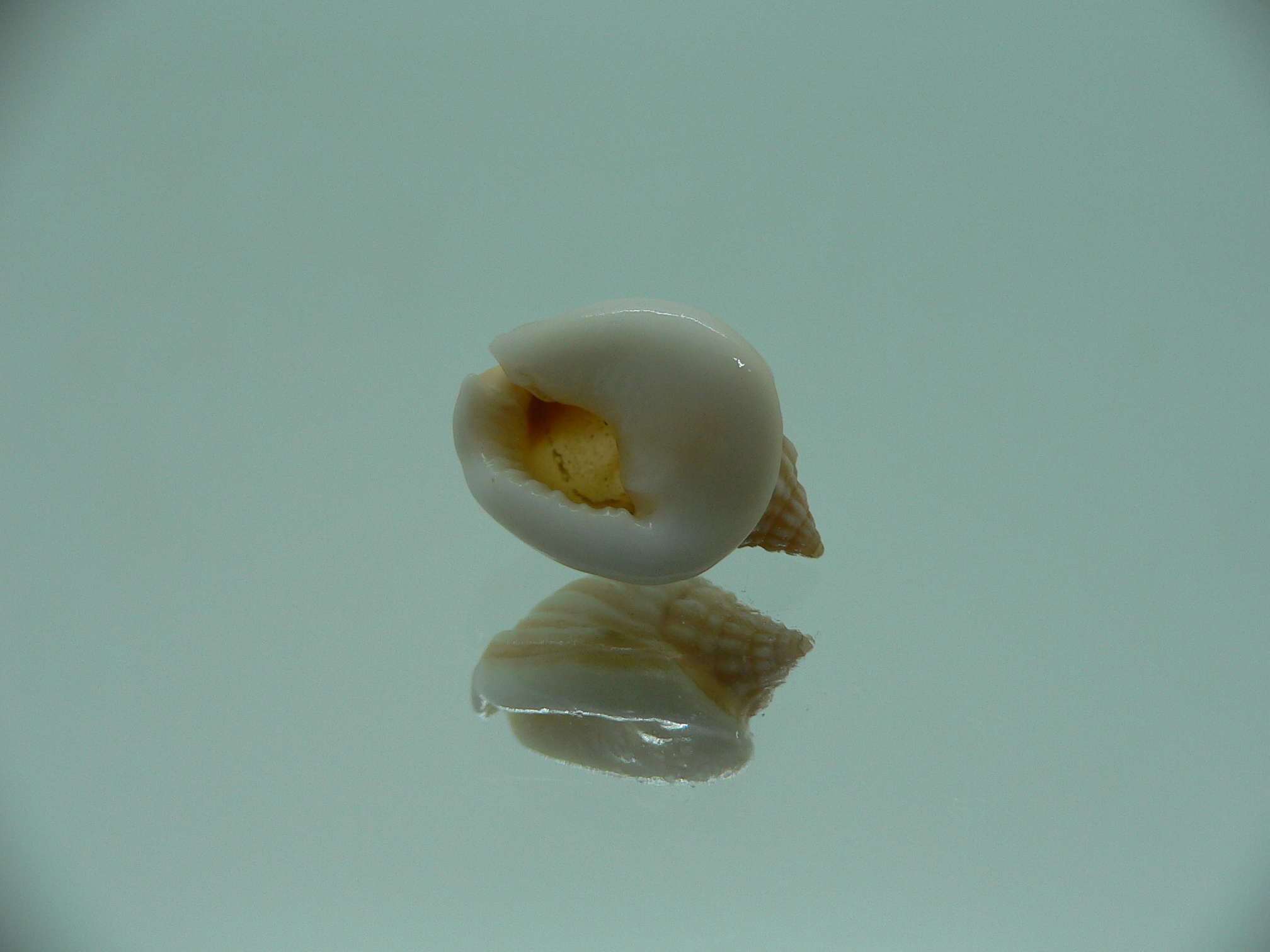 Nassarius bimaculosus  IDEAL & CREAM