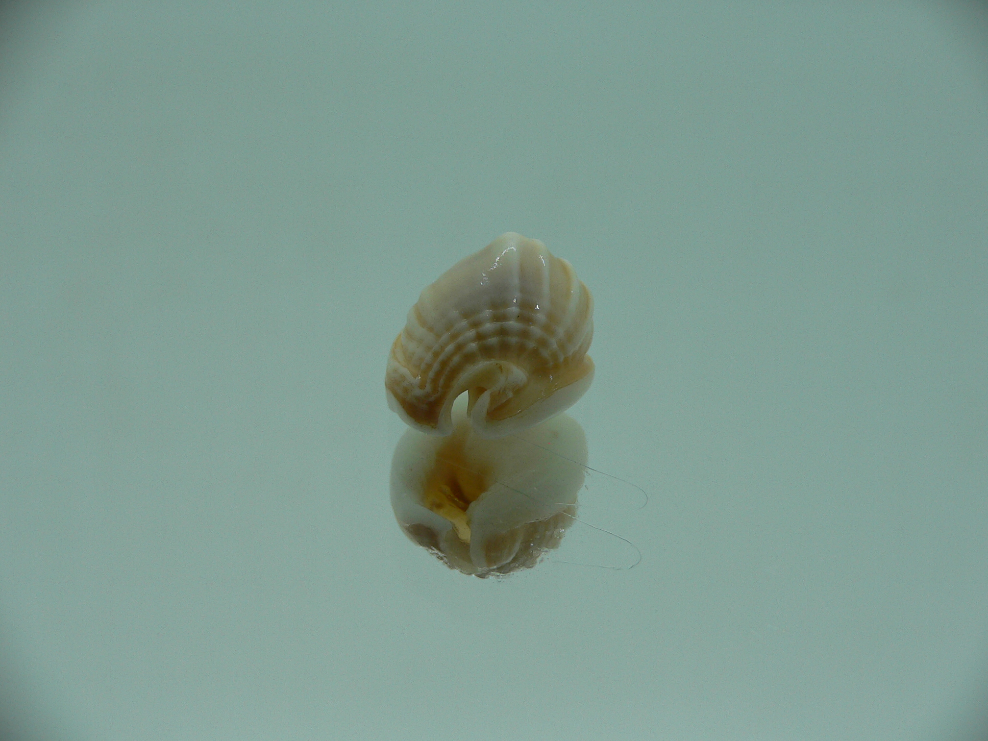 Nassarius bimaculosus  IDEAL & CREAM