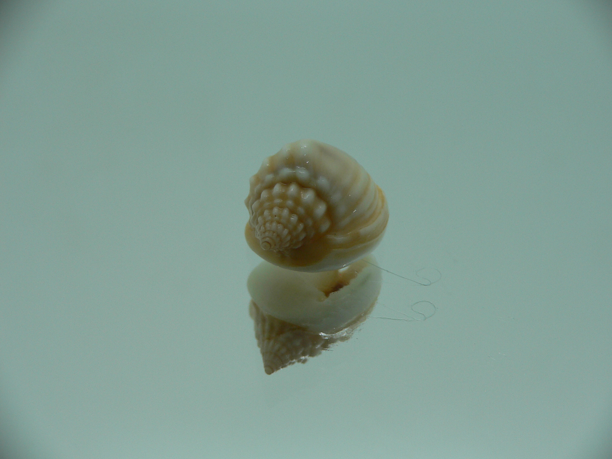 Nassarius bimaculosus  IDEAL & CREAM