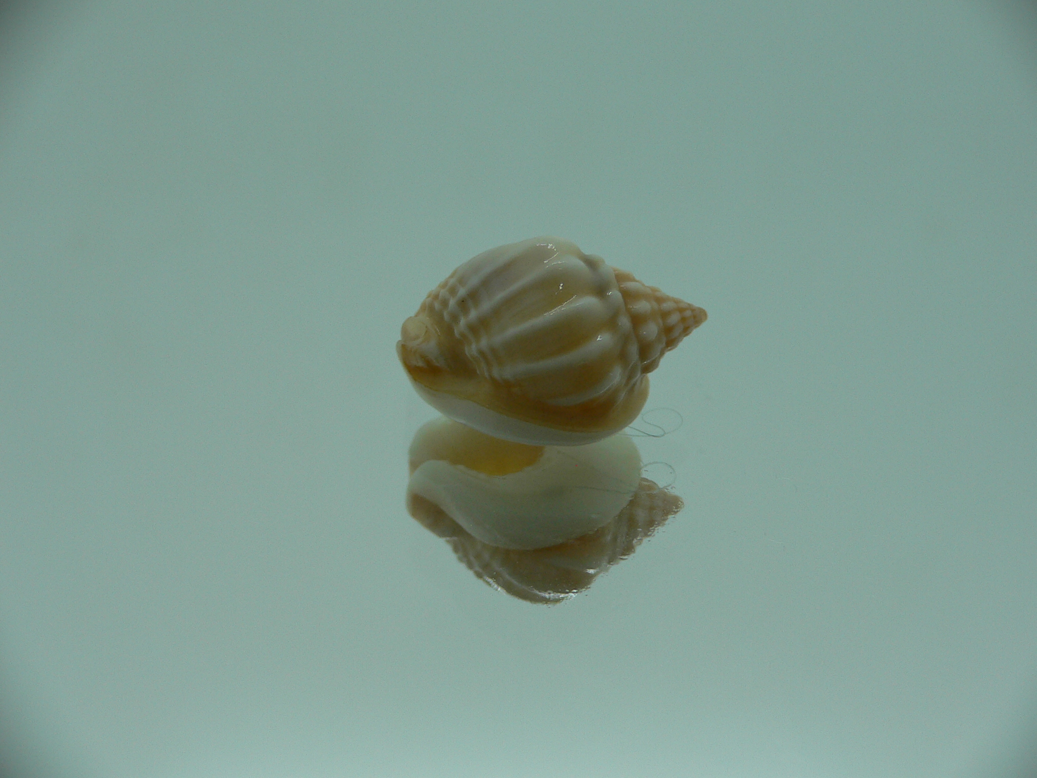Nassarius bimaculosus  IDEAL & CREAM