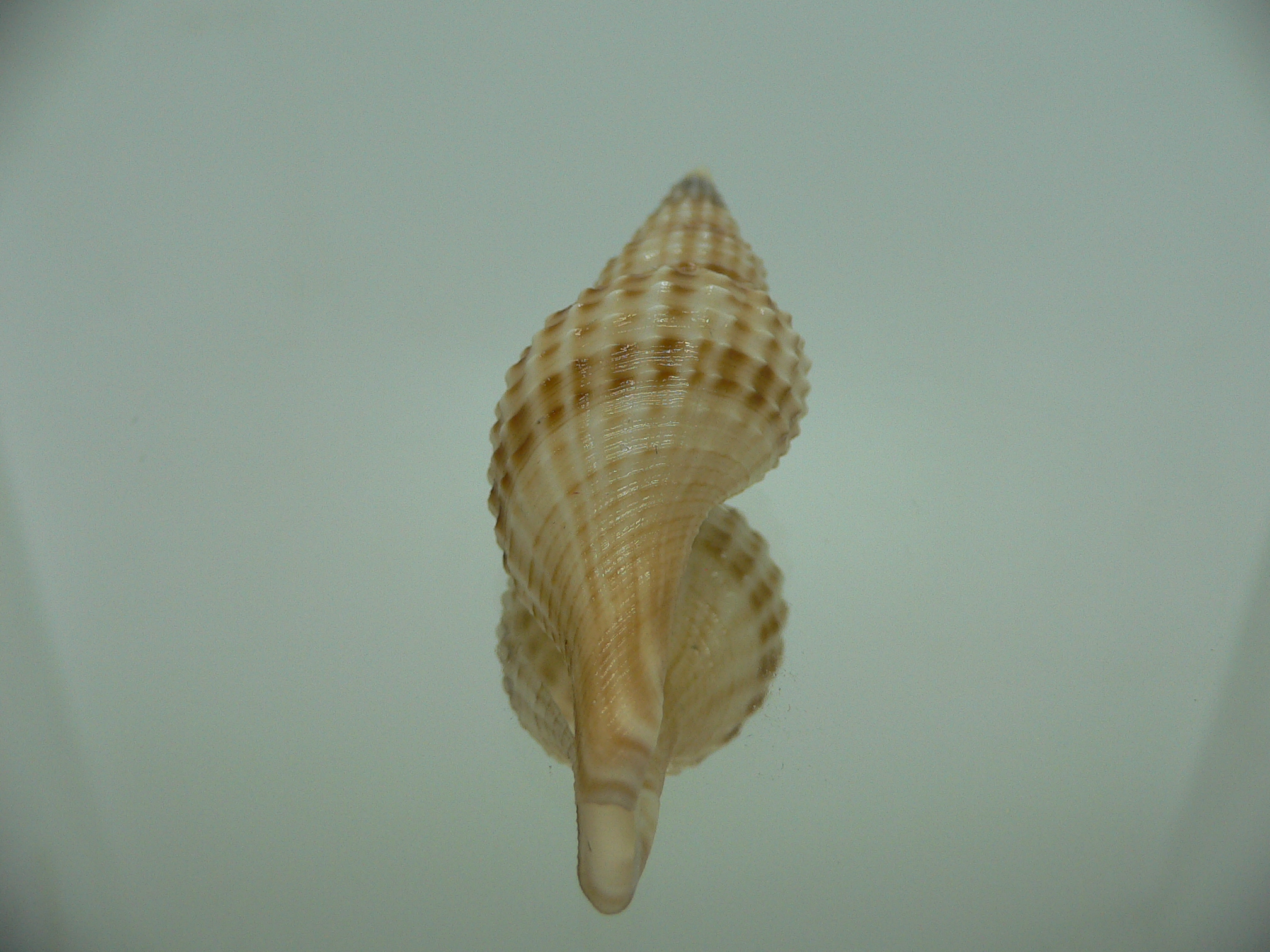 Granulifusus hayashii RELIEF & STRIPES