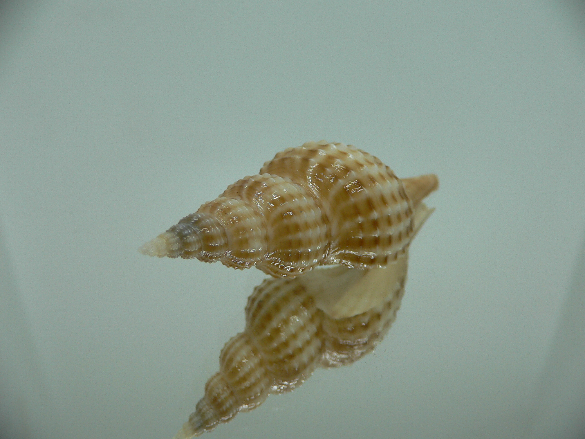 Granulifusus hayashii RELIEF & STRIPES