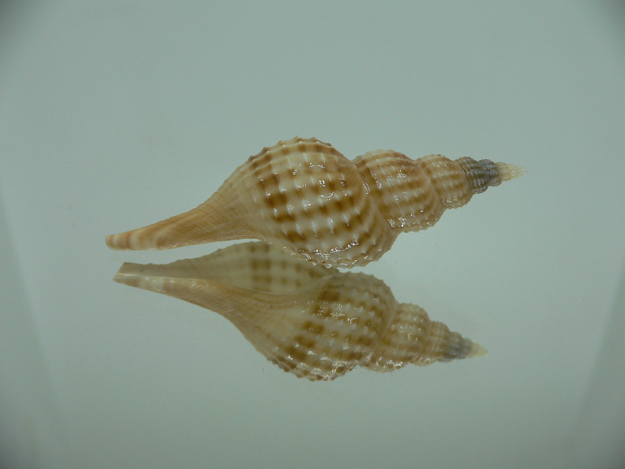 Granulifusus hayashii RELIEF & STRIPES