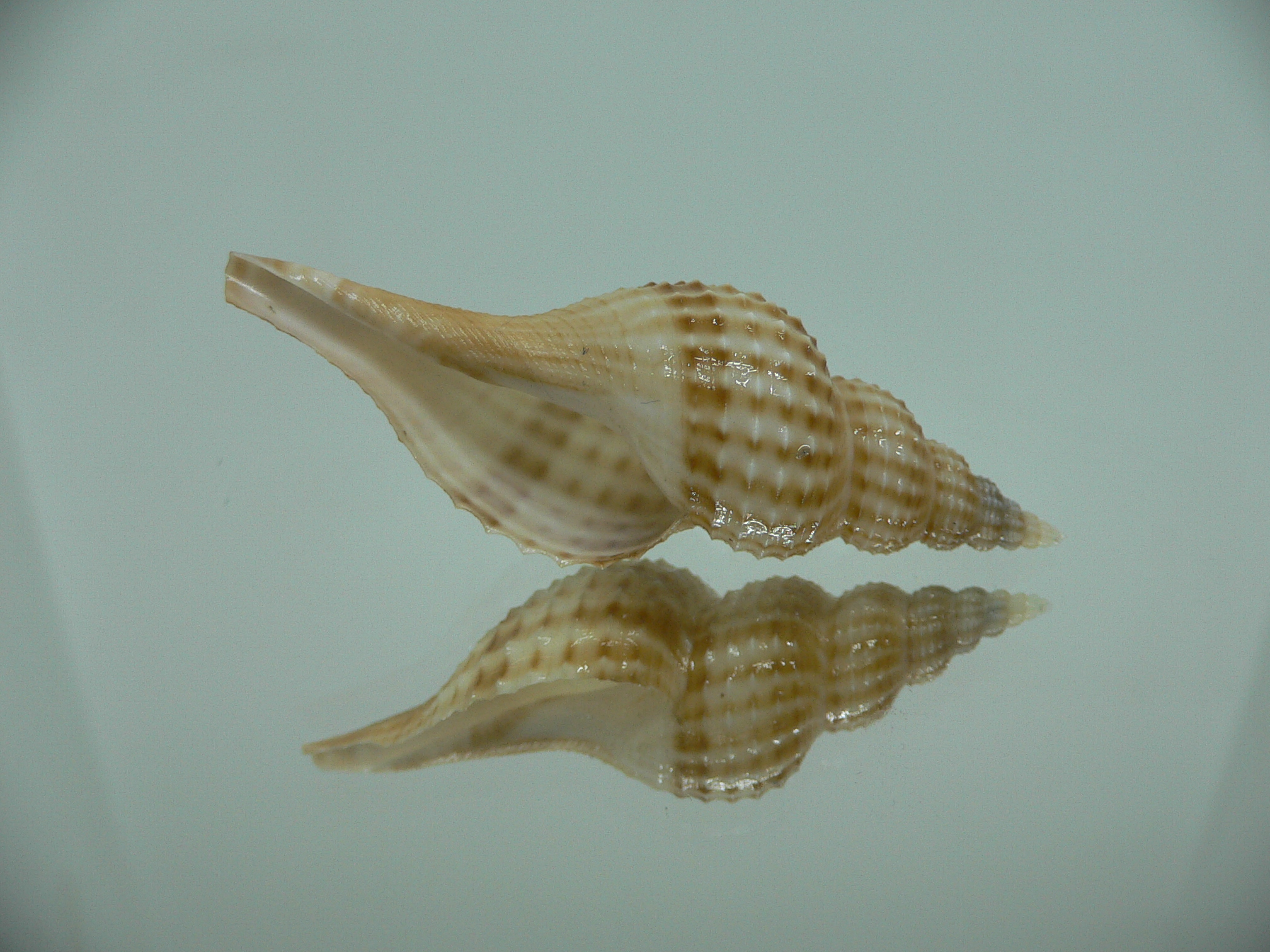 Granulifusus hayashii RELIEF & STRIPES