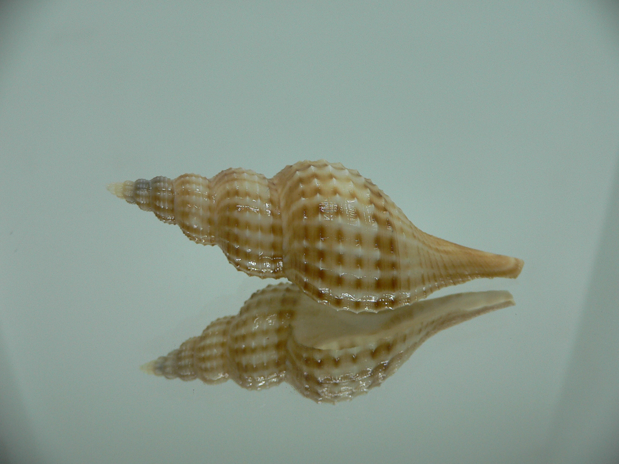 Granulifusus hayashii RELIEF & STRIPES