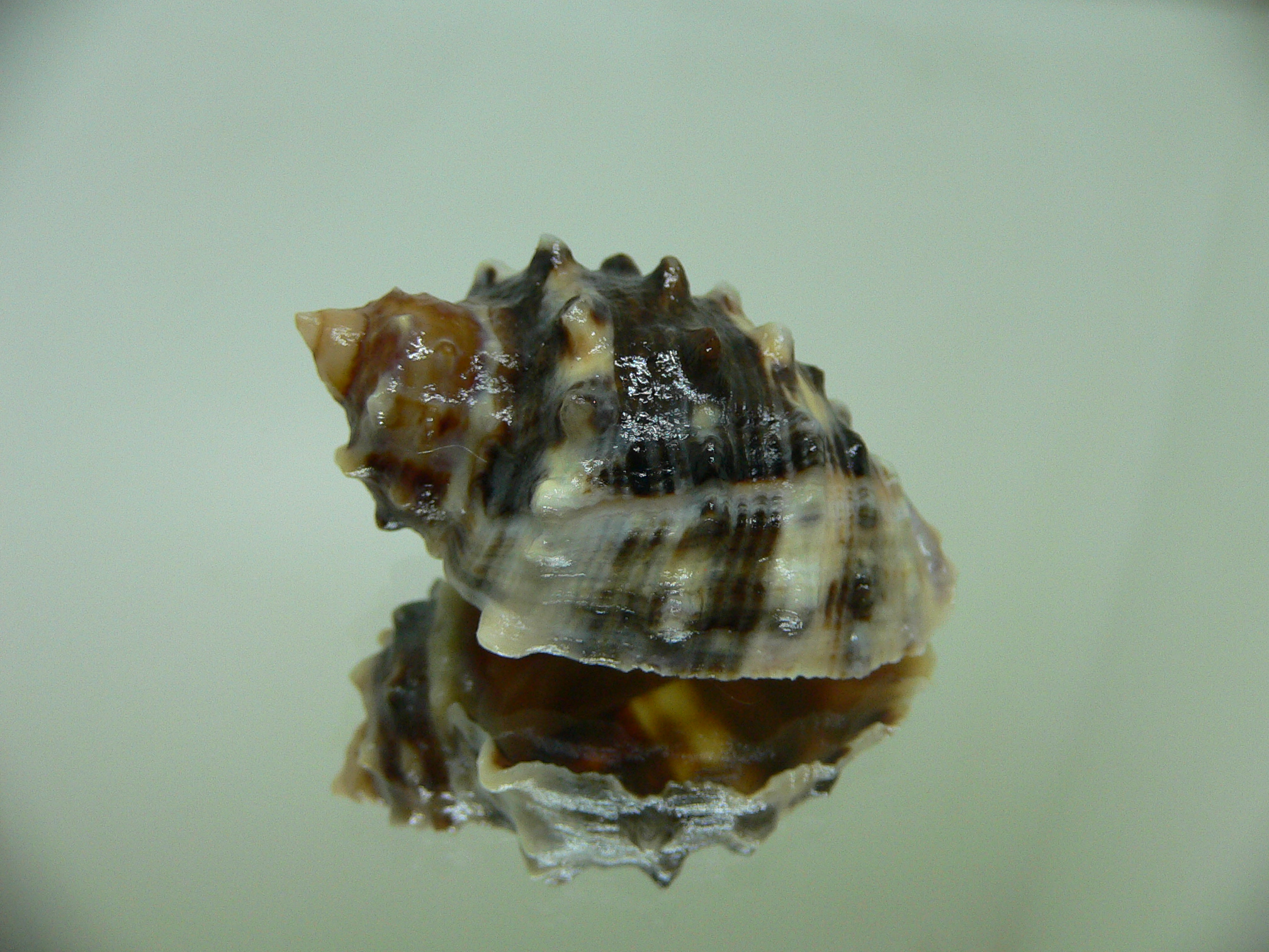 Plicopurpura patula patula 2