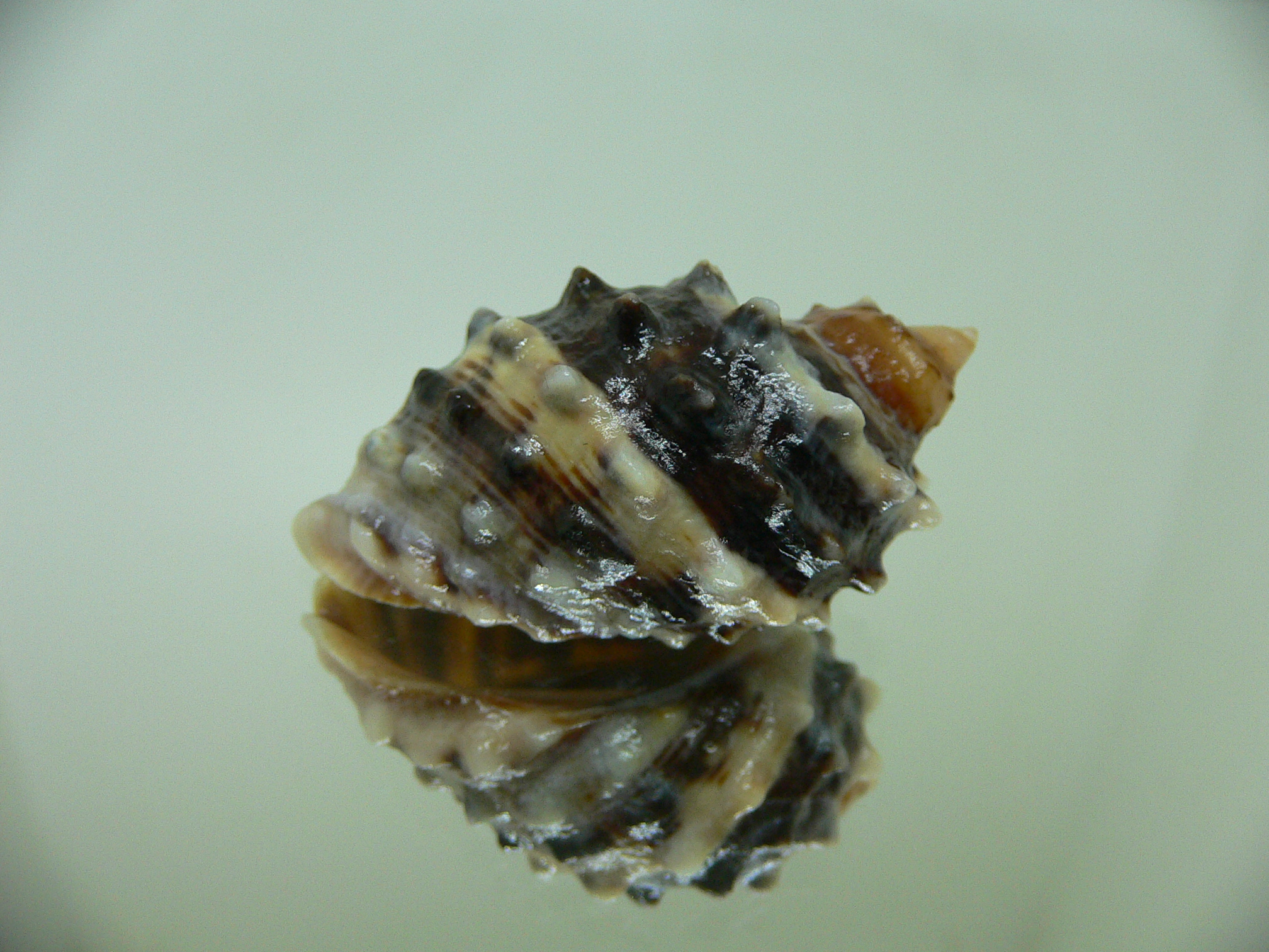 Plicopurpura patula patula 2