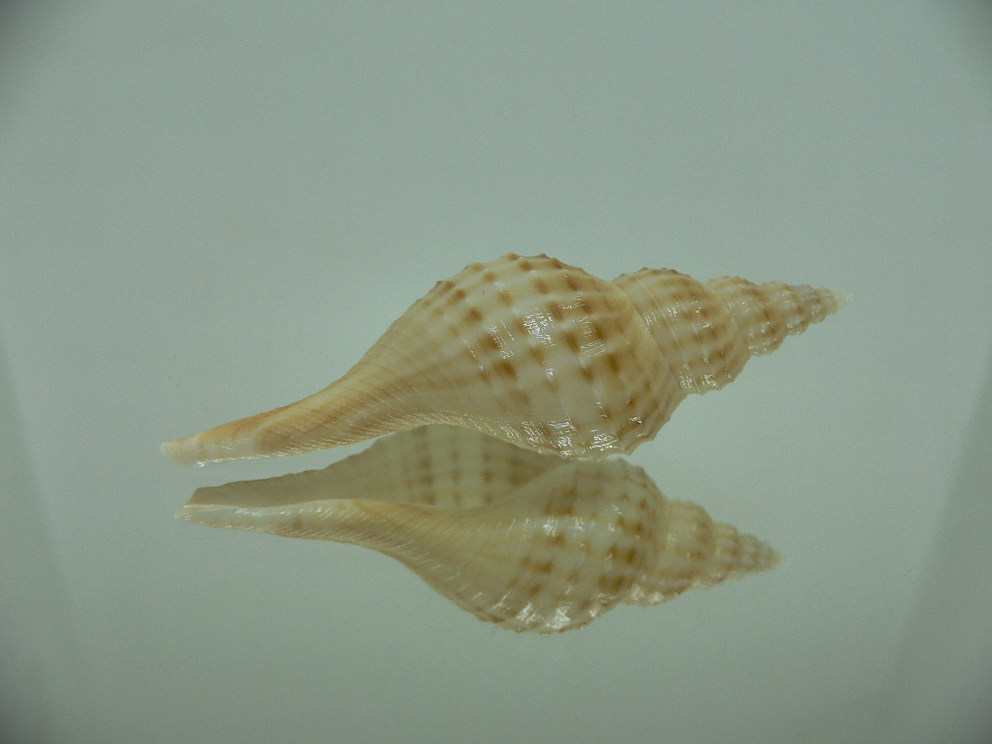 Granulifusus hayashii BIG & LIGHT