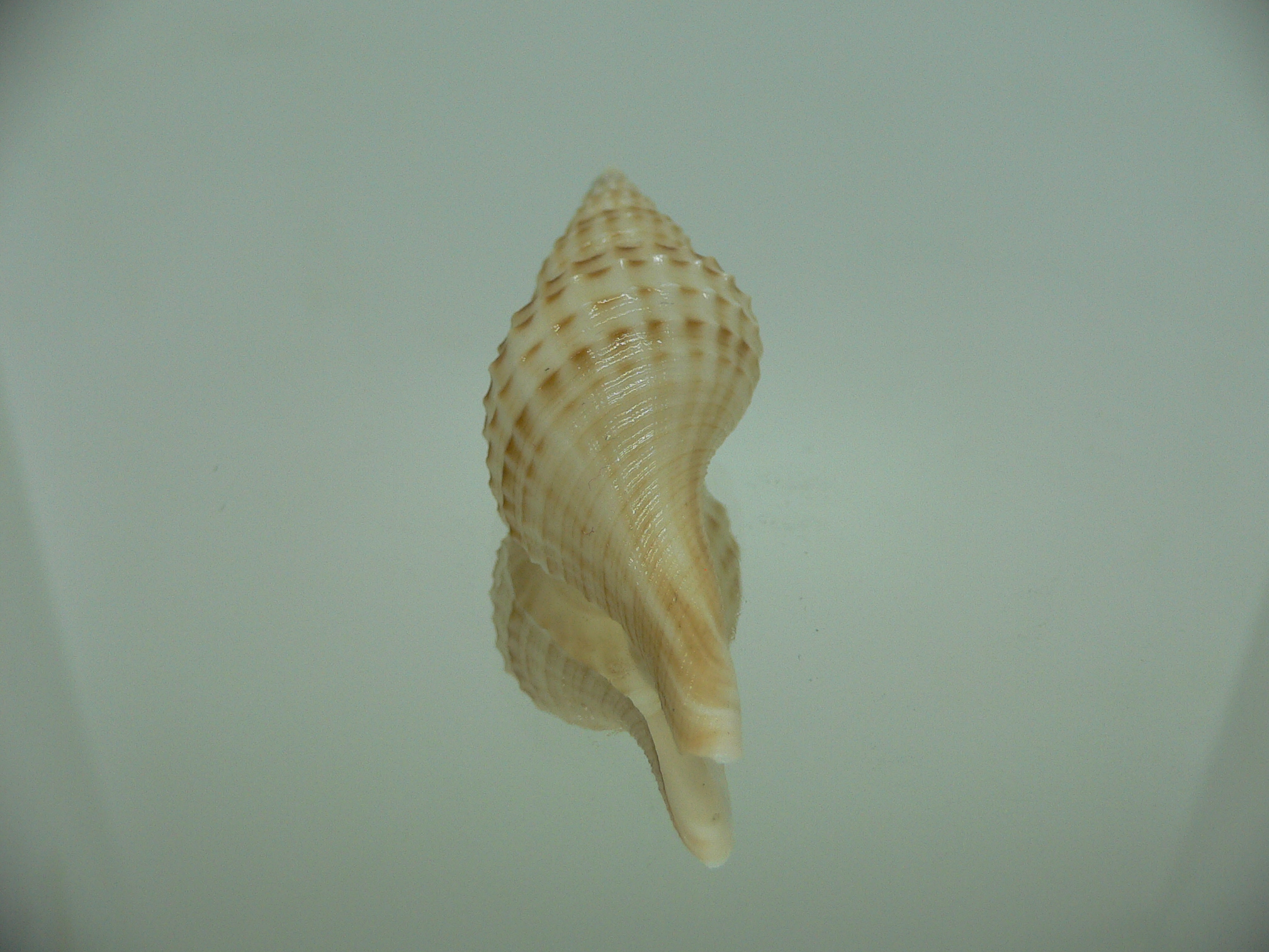 Granulifusus hayashii BIG & LIGHT