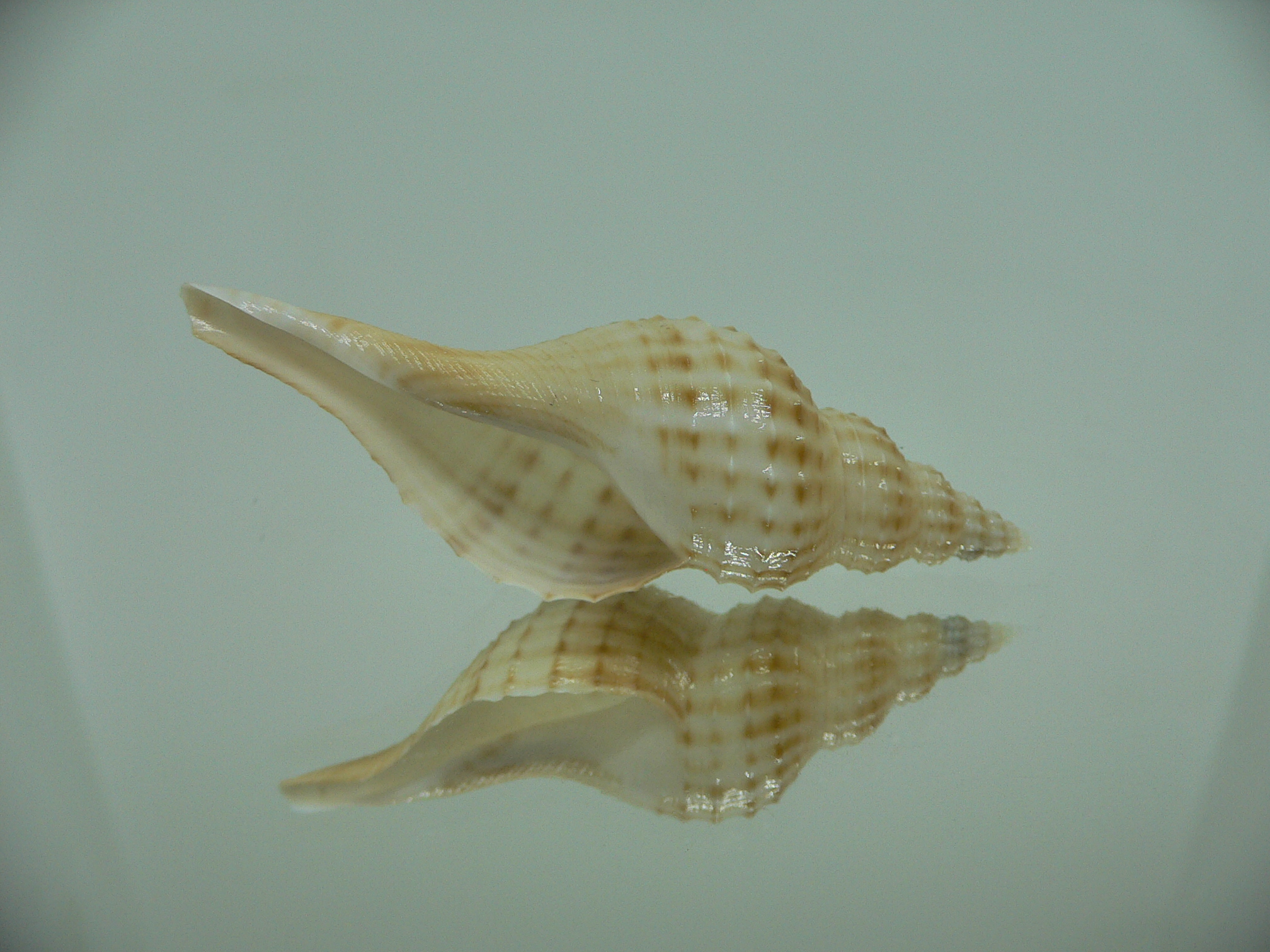 Granulifusus hayashii BIG & LIGHT