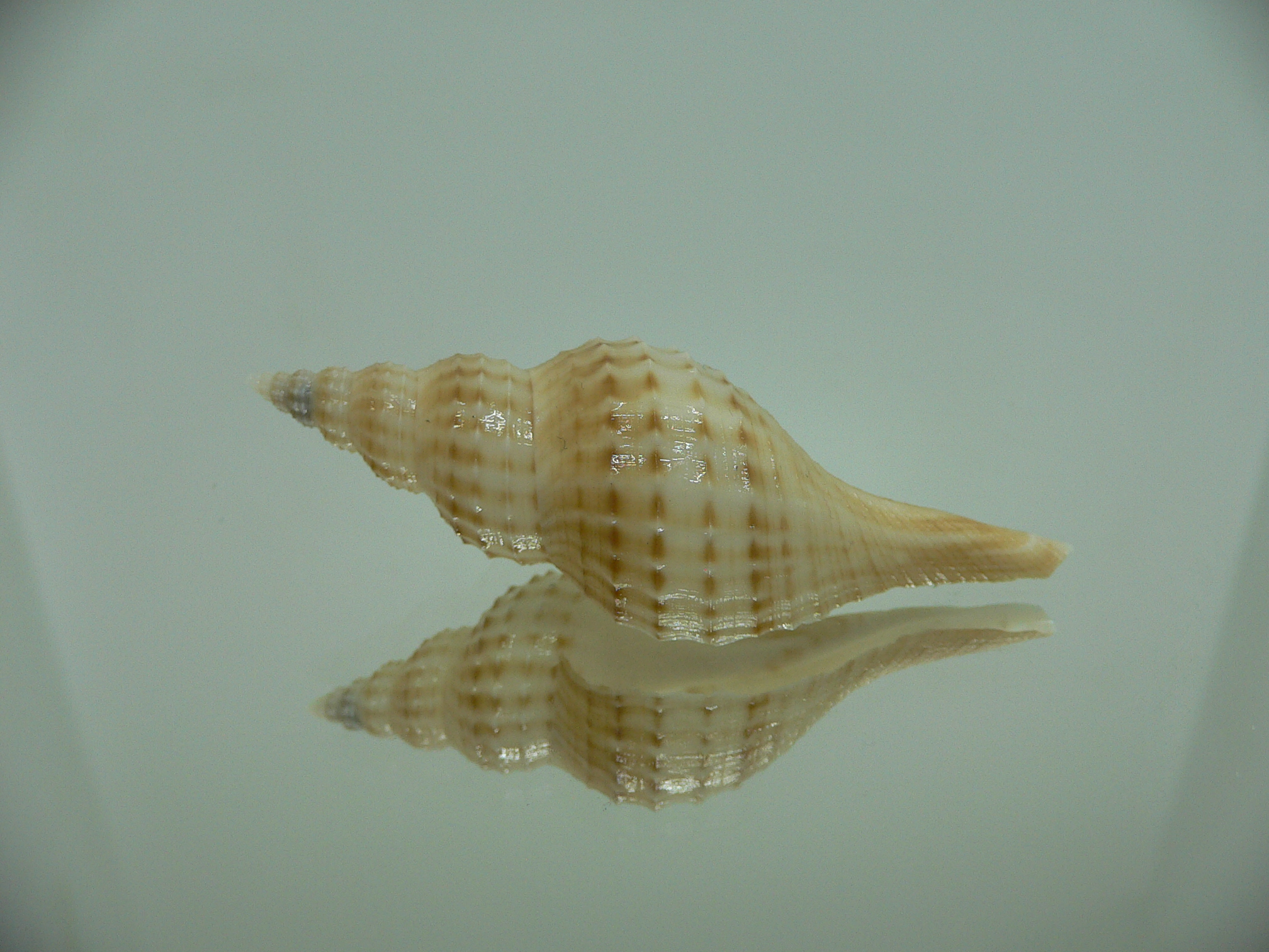 Granulifusus hayashii BIG & LIGHT