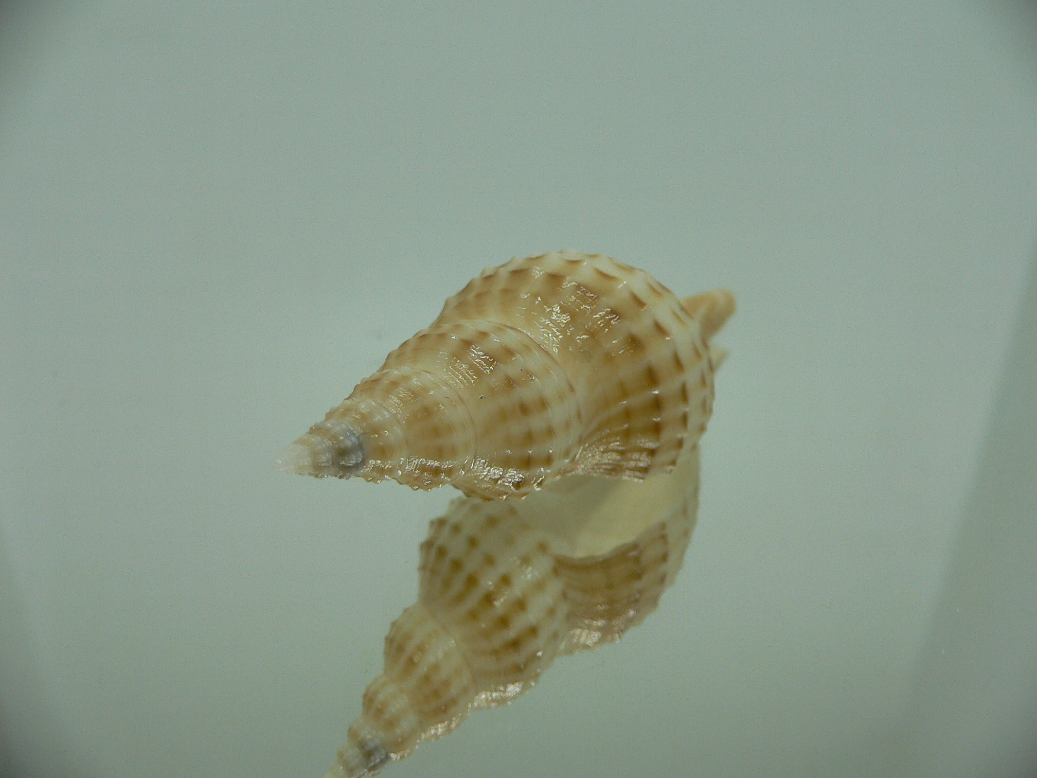 Granulifusus hayashii BIG & LIGHT