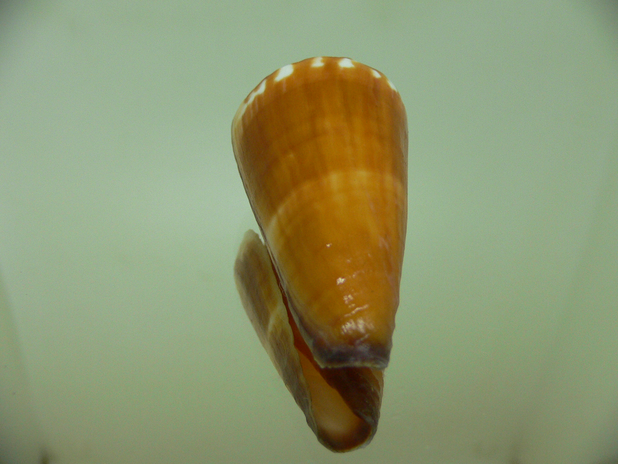 Conus litoglyphus