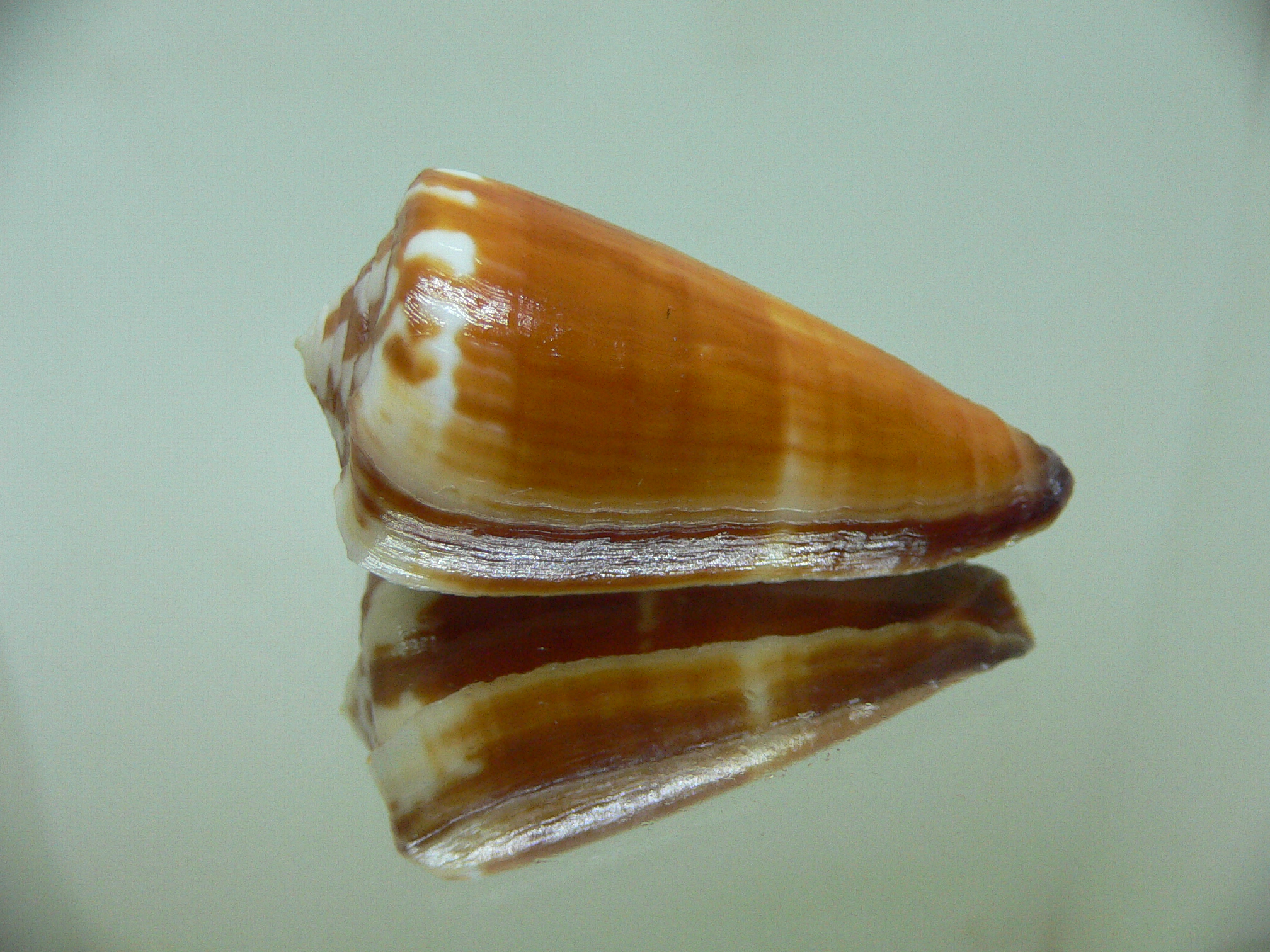 Conus litoglyphus