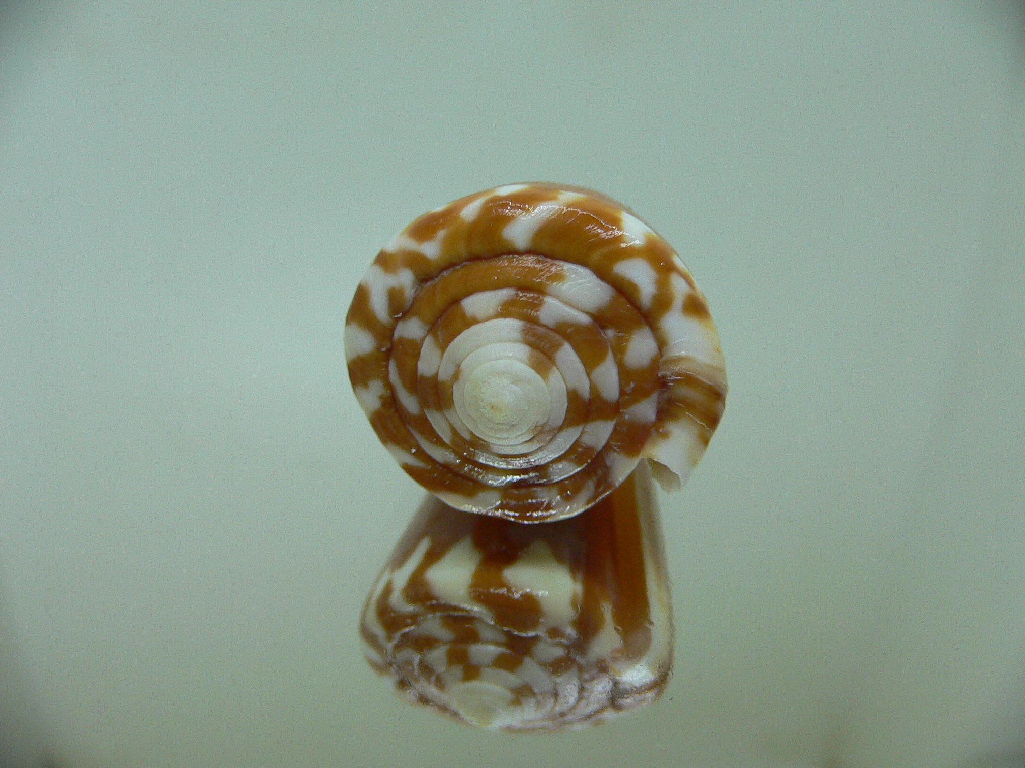 Conus litoglyphus