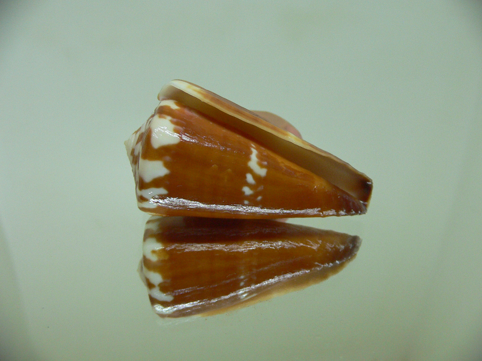 Conus litoglyphus