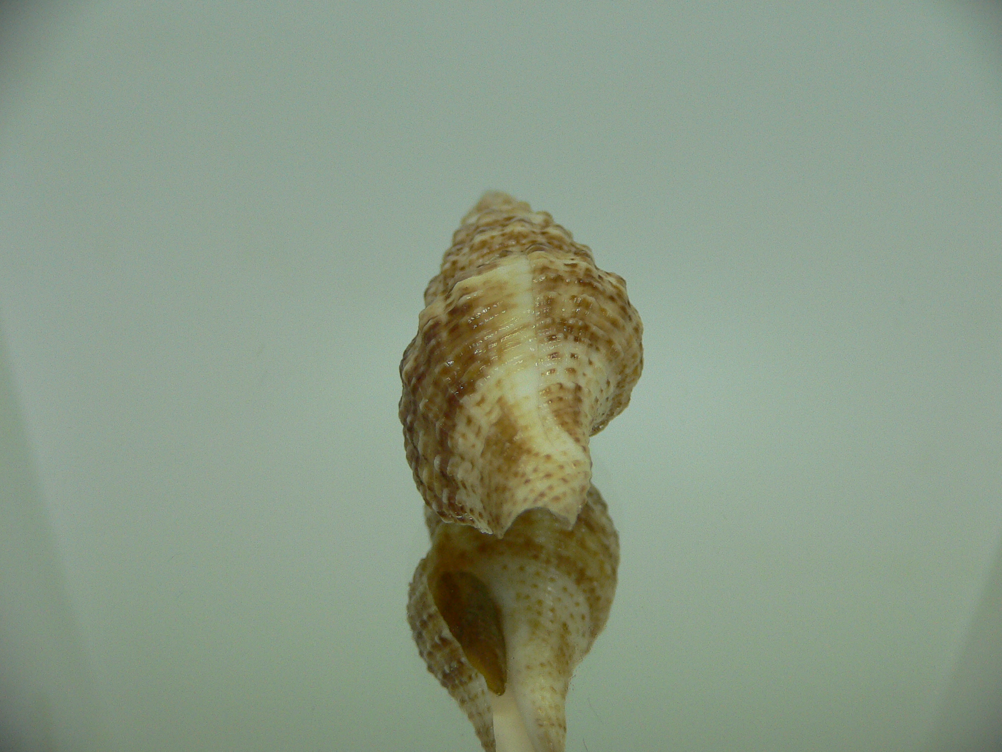 Inquisitor elachystoma VERY BIG