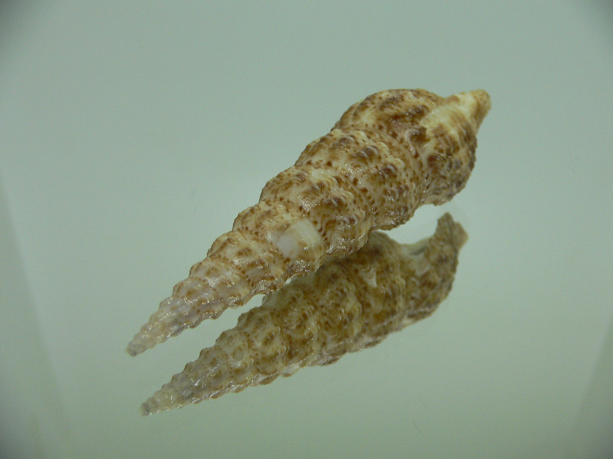 Inquisitor elachystoma VERY BIG