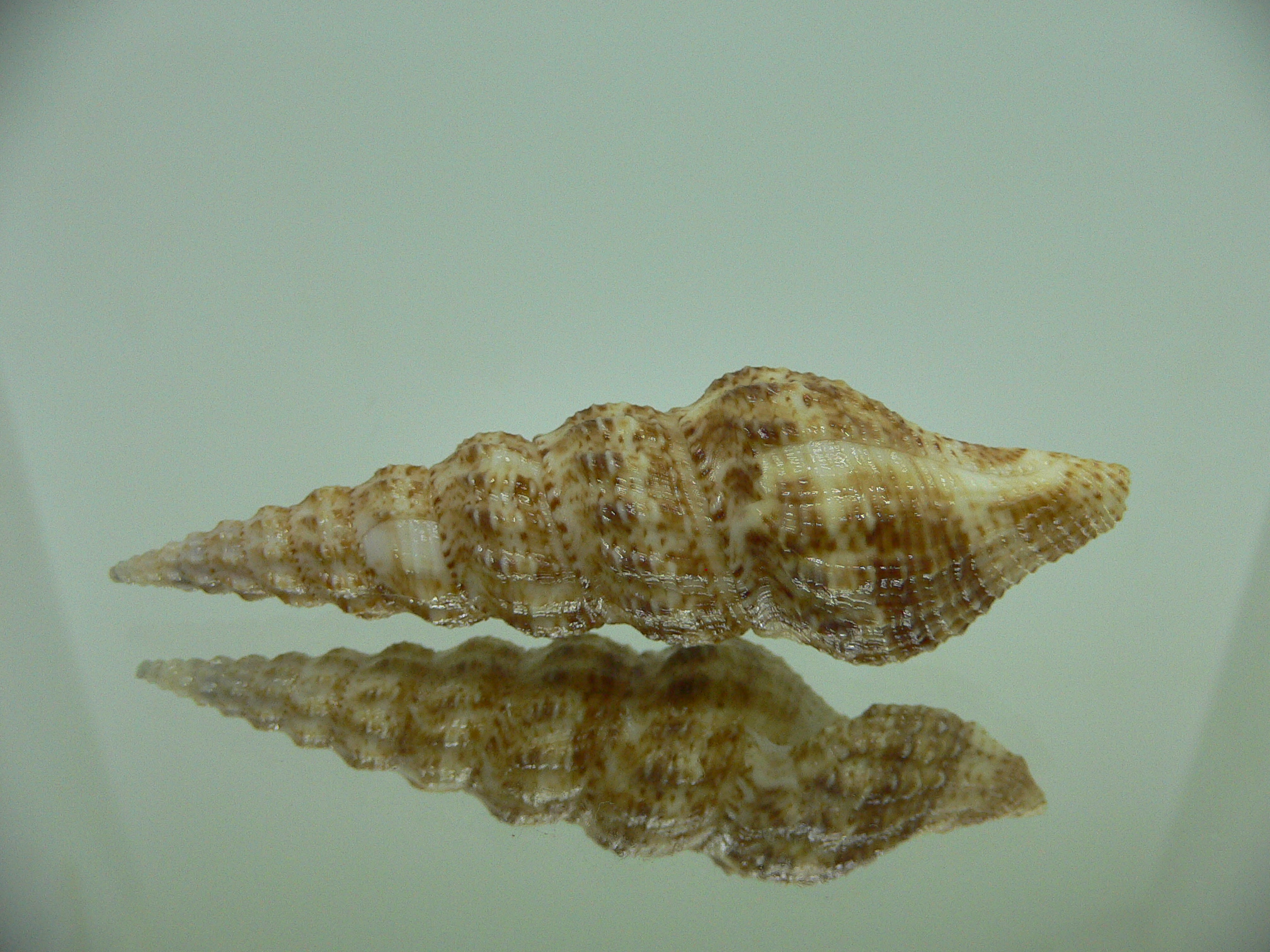 Inquisitor elachystoma VERY BIG