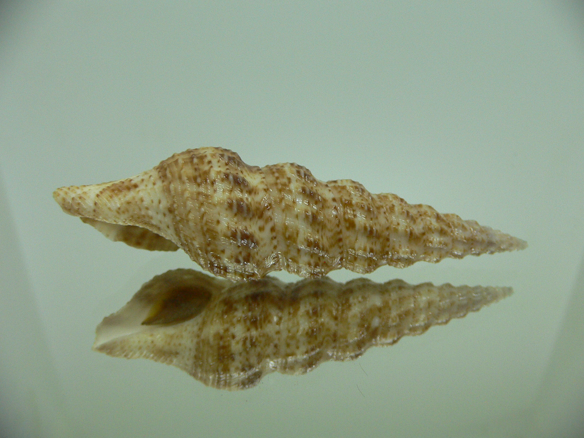 Inquisitor elachystoma VERY BIG