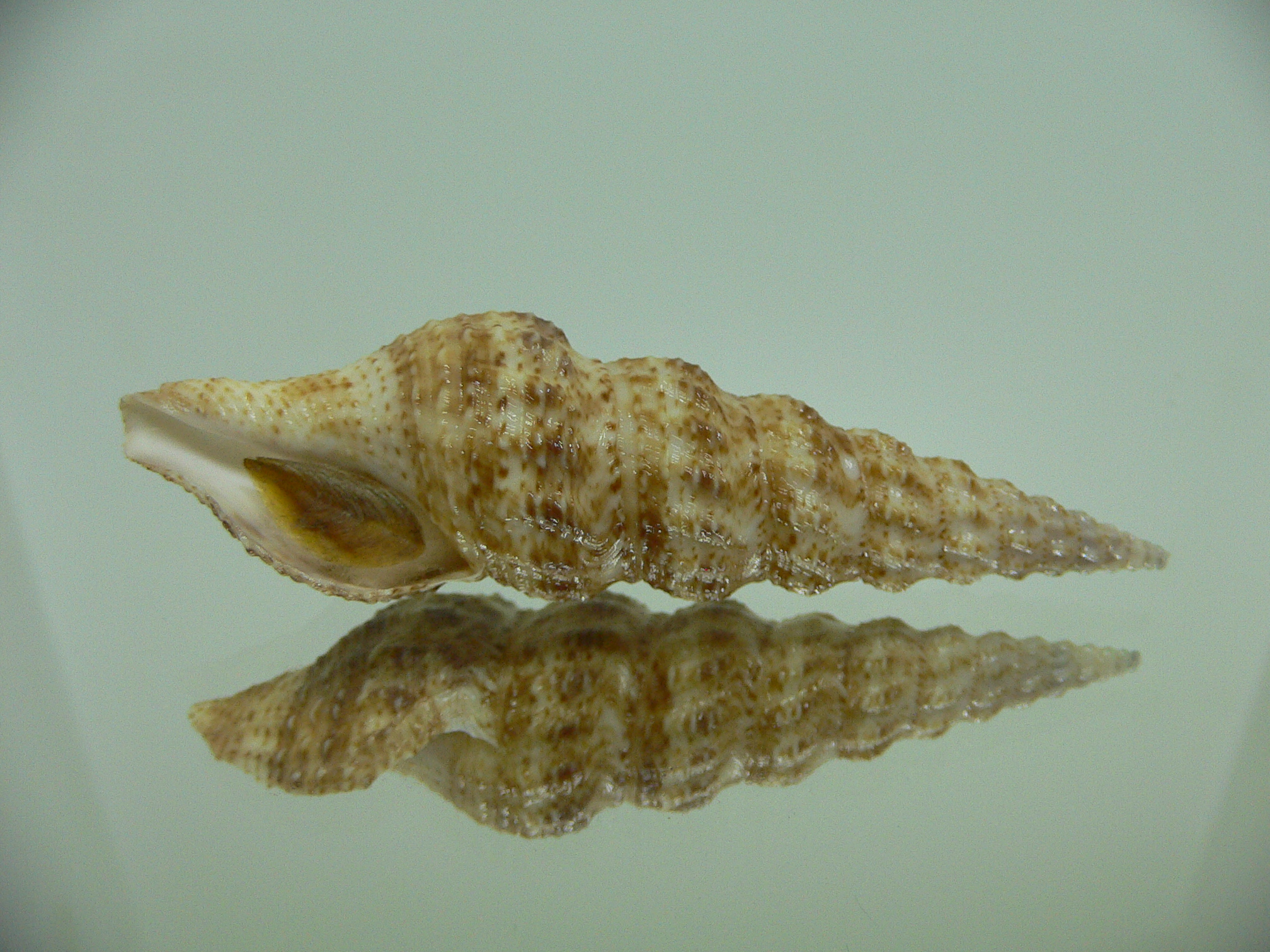 Inquisitor elachystoma VERY BIG