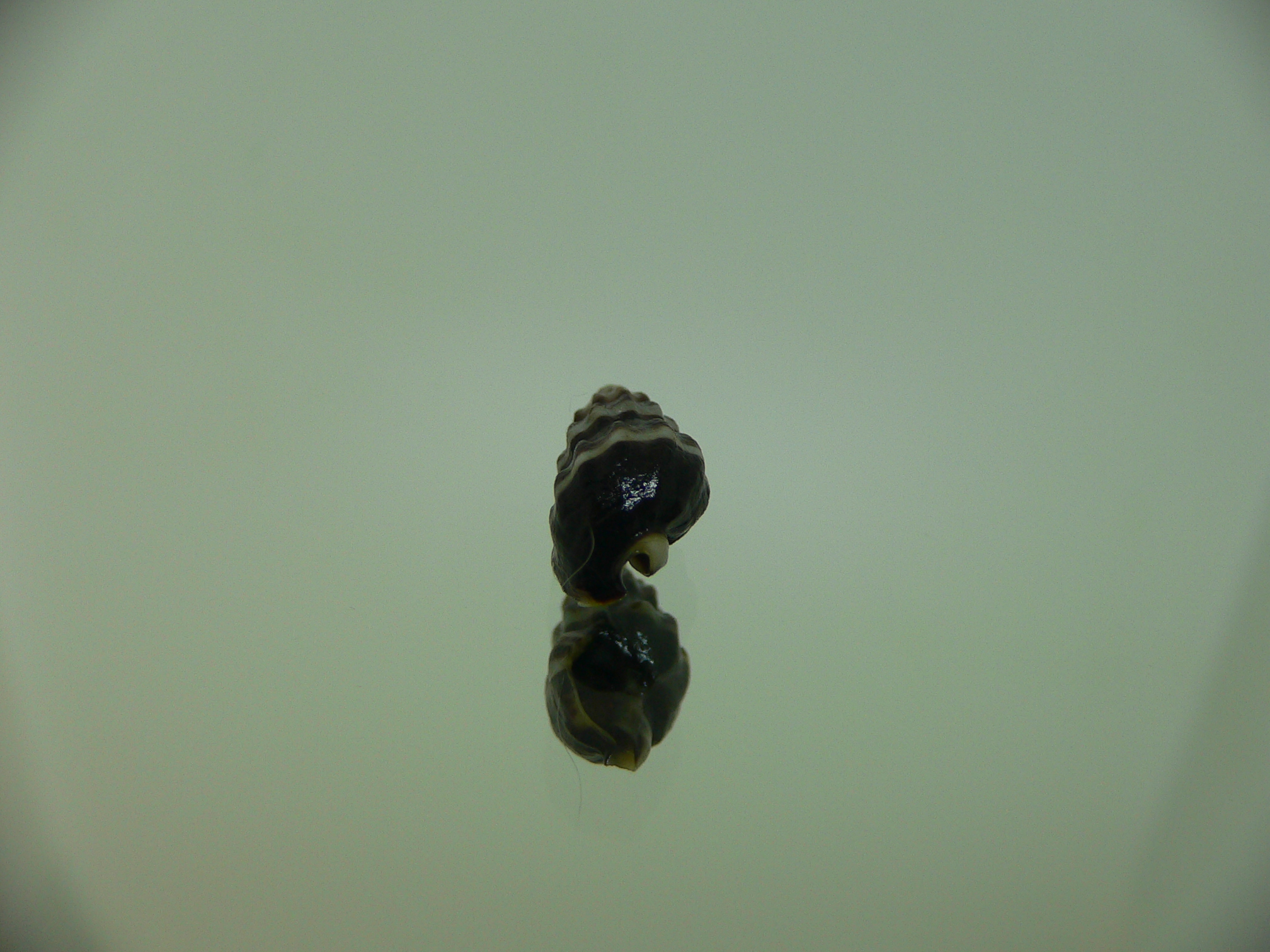 Nassarius japonicus VERY BIG & DARK
