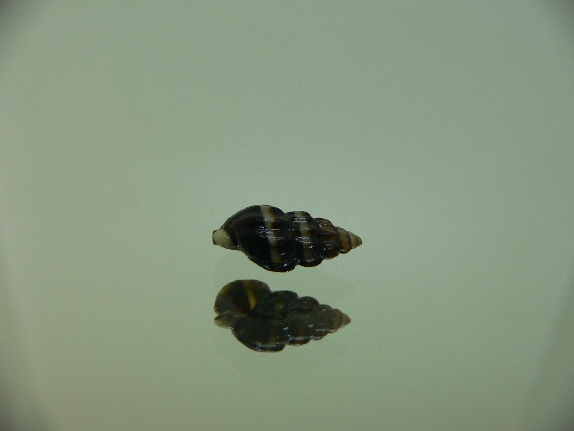 Nassarius japonicus VERY BIG & DARK