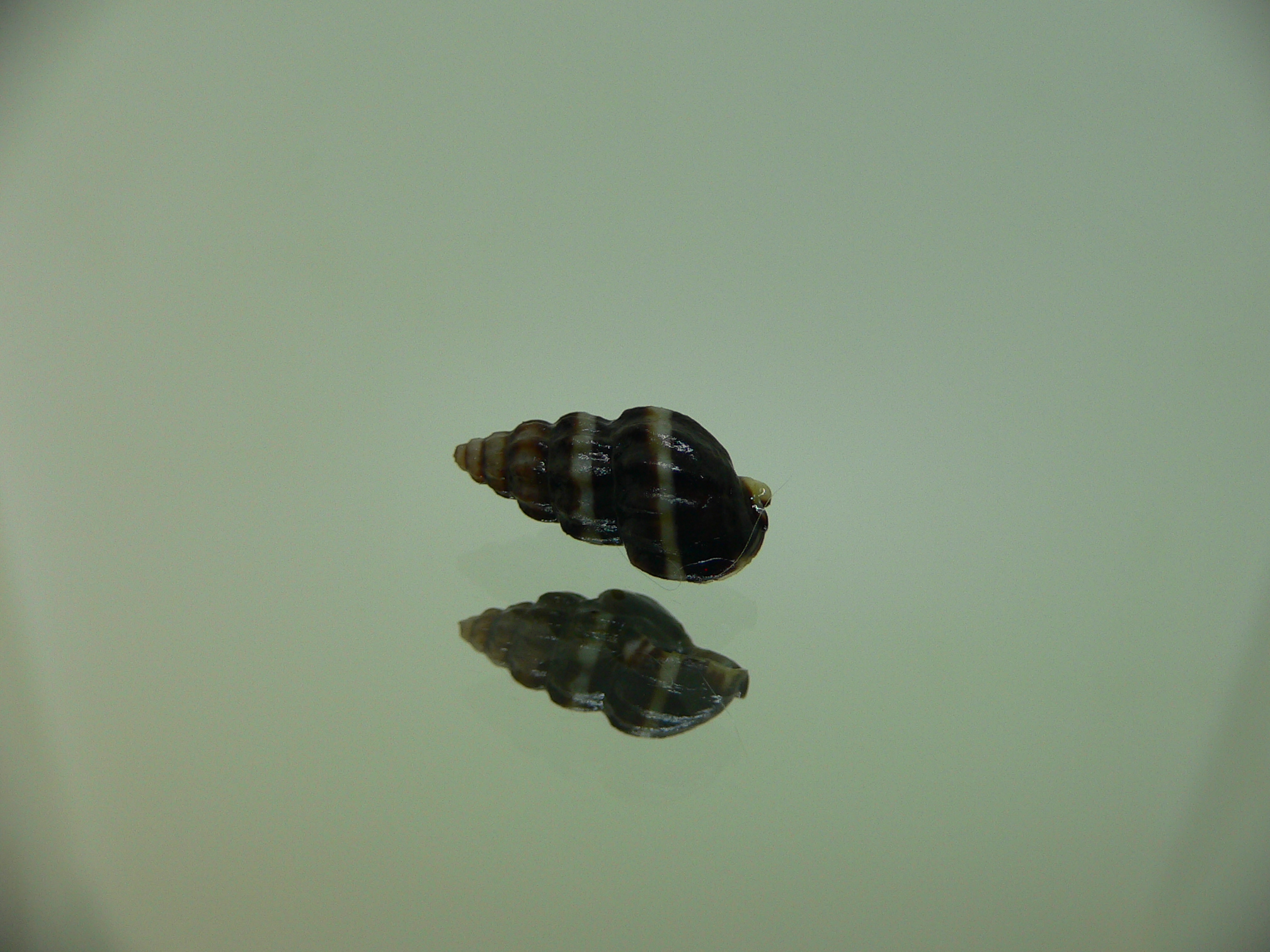 Nassarius japonicus VERY BIG & DARK