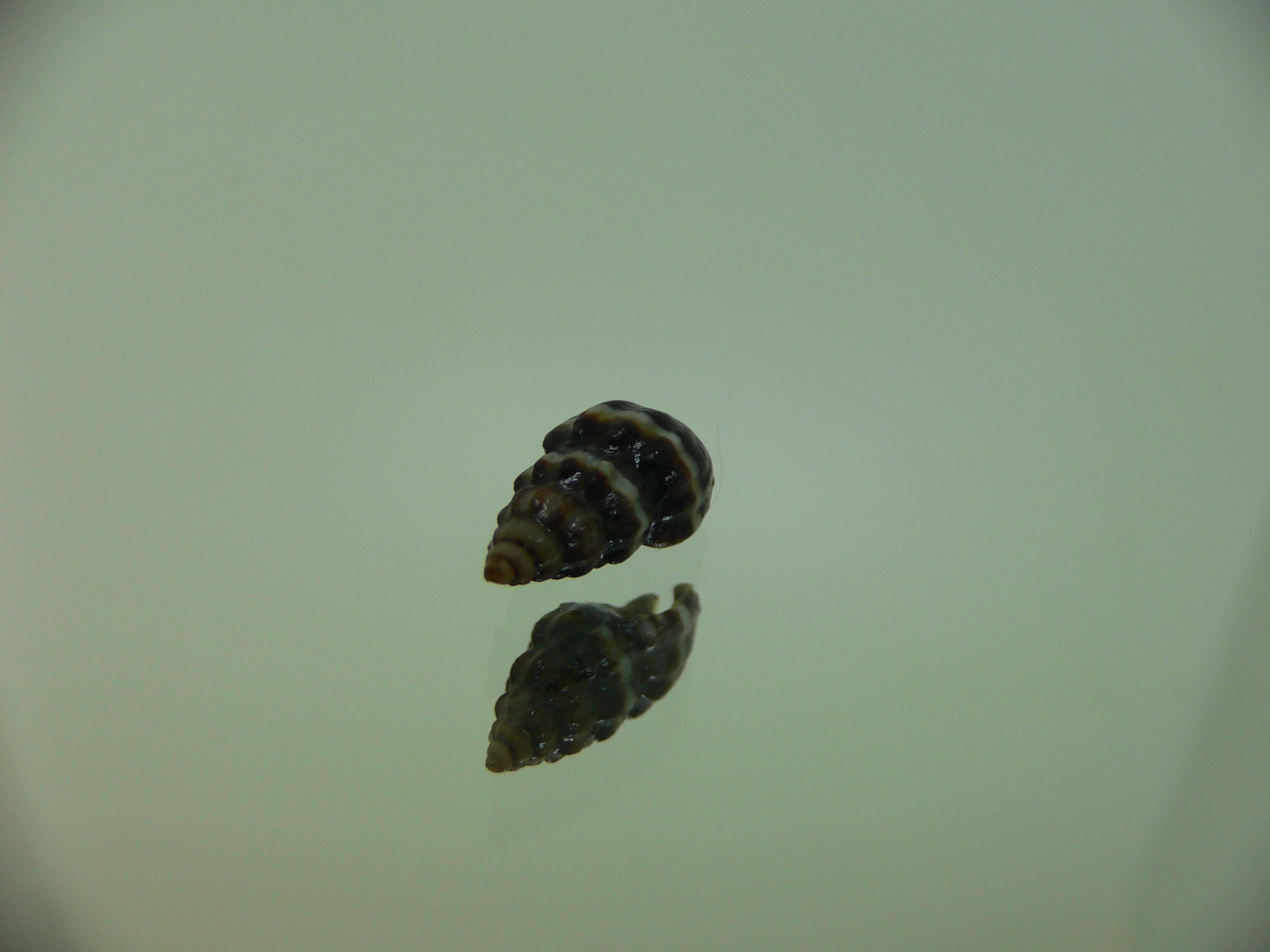 Nassarius japonicus VERY BIG & DARK