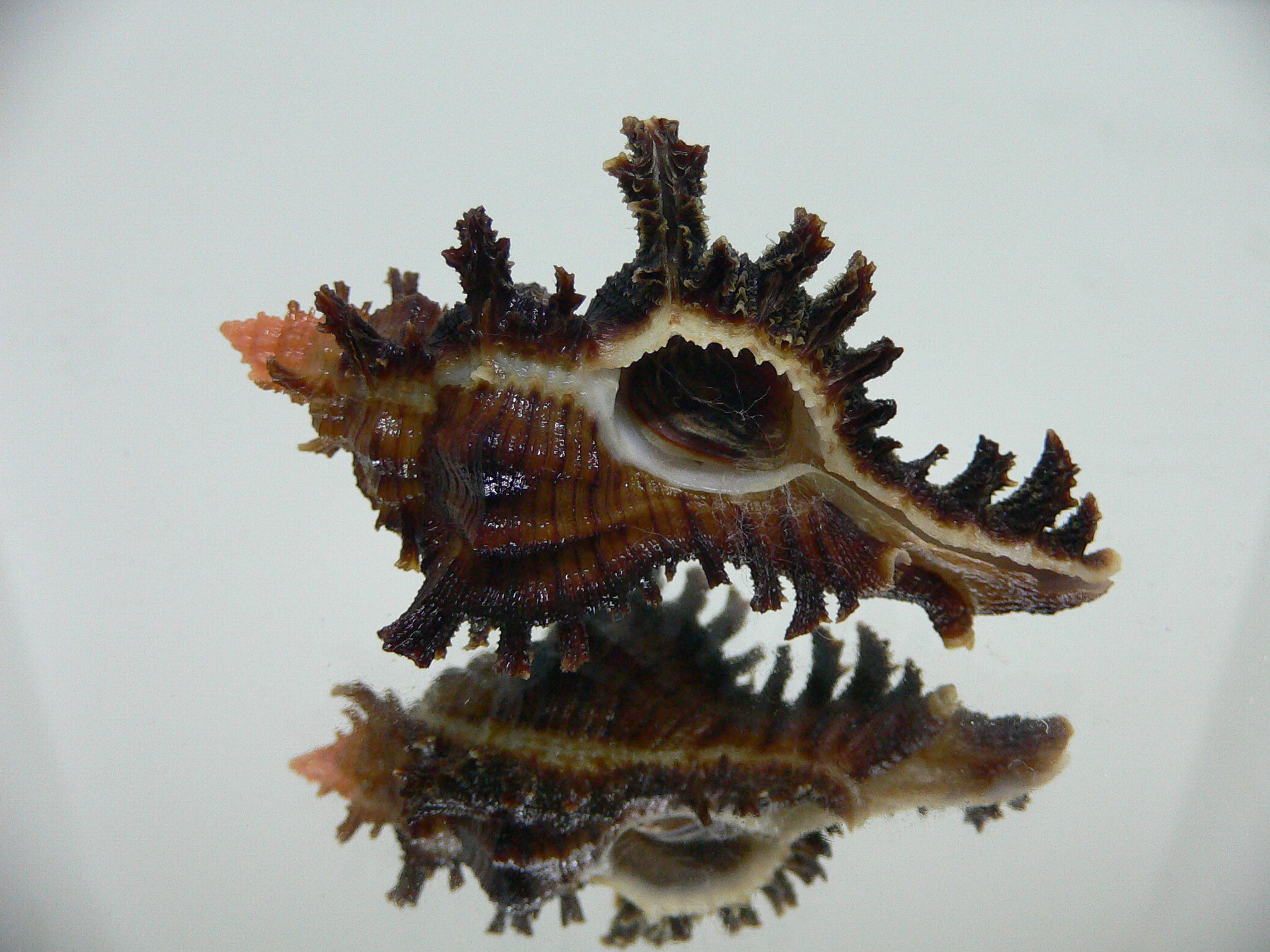 Chicoreus banksii INDIAN FORM