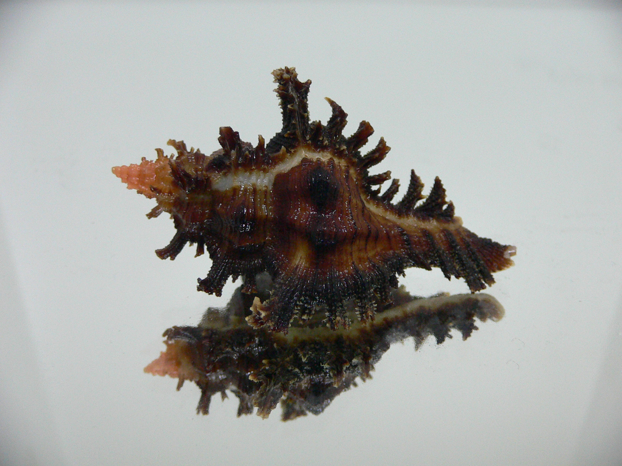 Chicoreus banksii INDIAN FORM